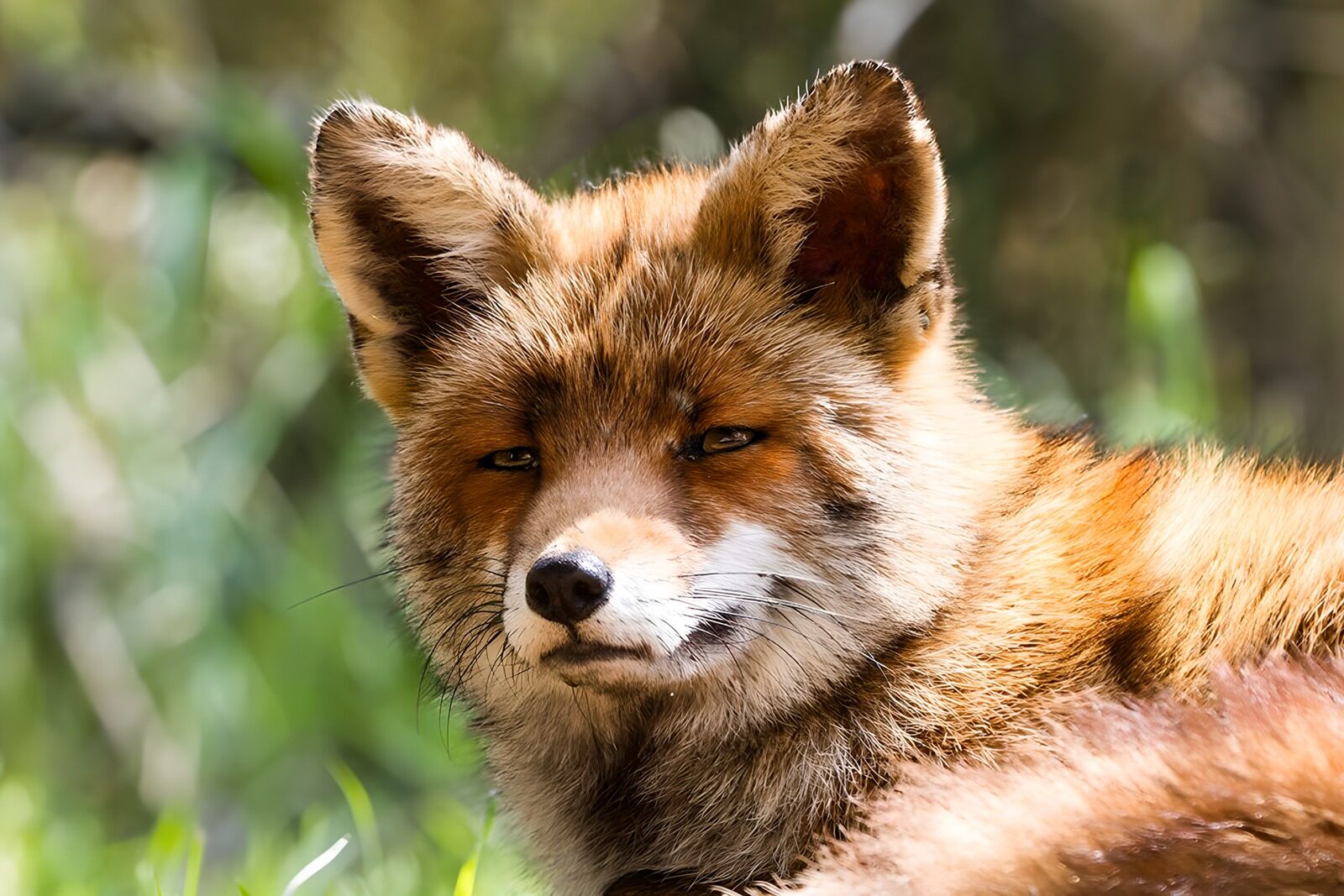 OCUK79962: Close-Up of a Relaxed Fox