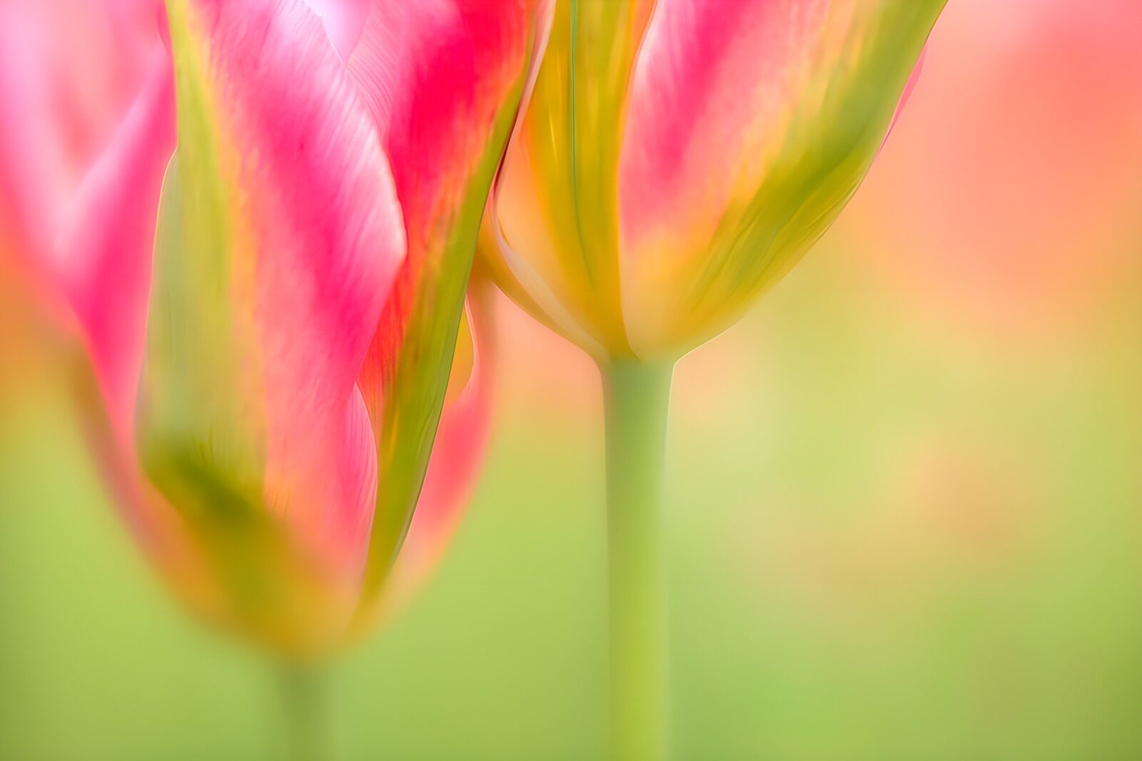 OCUK74584: Gentle Blooms in Soft Hues