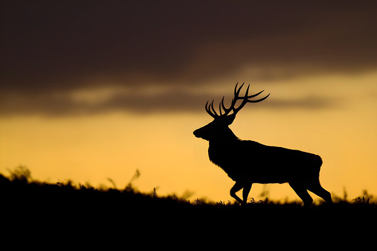 Majestic Stag Silhouette at Sunset
