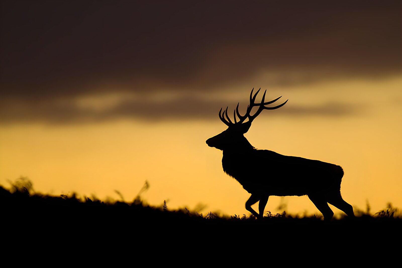 OCUK48093: Majestic Stag Silhouette at Sunset