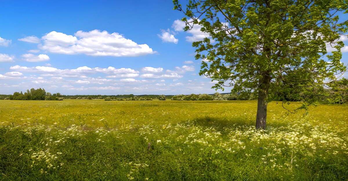 OCUK33950: Serene Spring Meadow Landscape