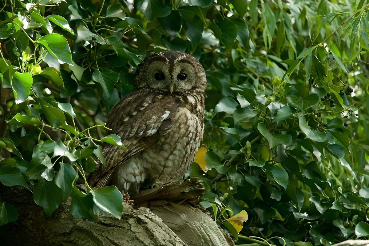 OCUK24155: Wise Owl Among the Leaves
