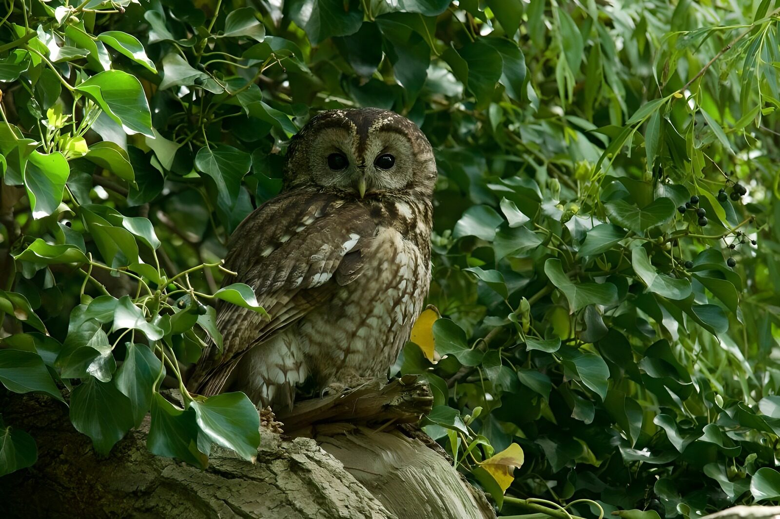 OCUK24155: Wise Owl Among the Leaves