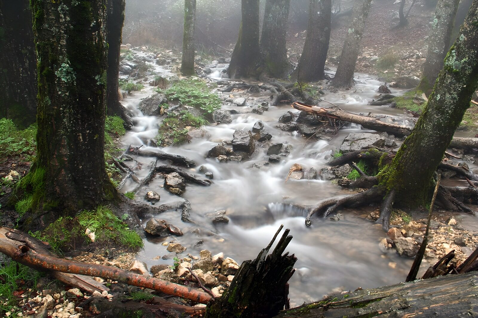 OCUK64229: Misty Stream in the Forest