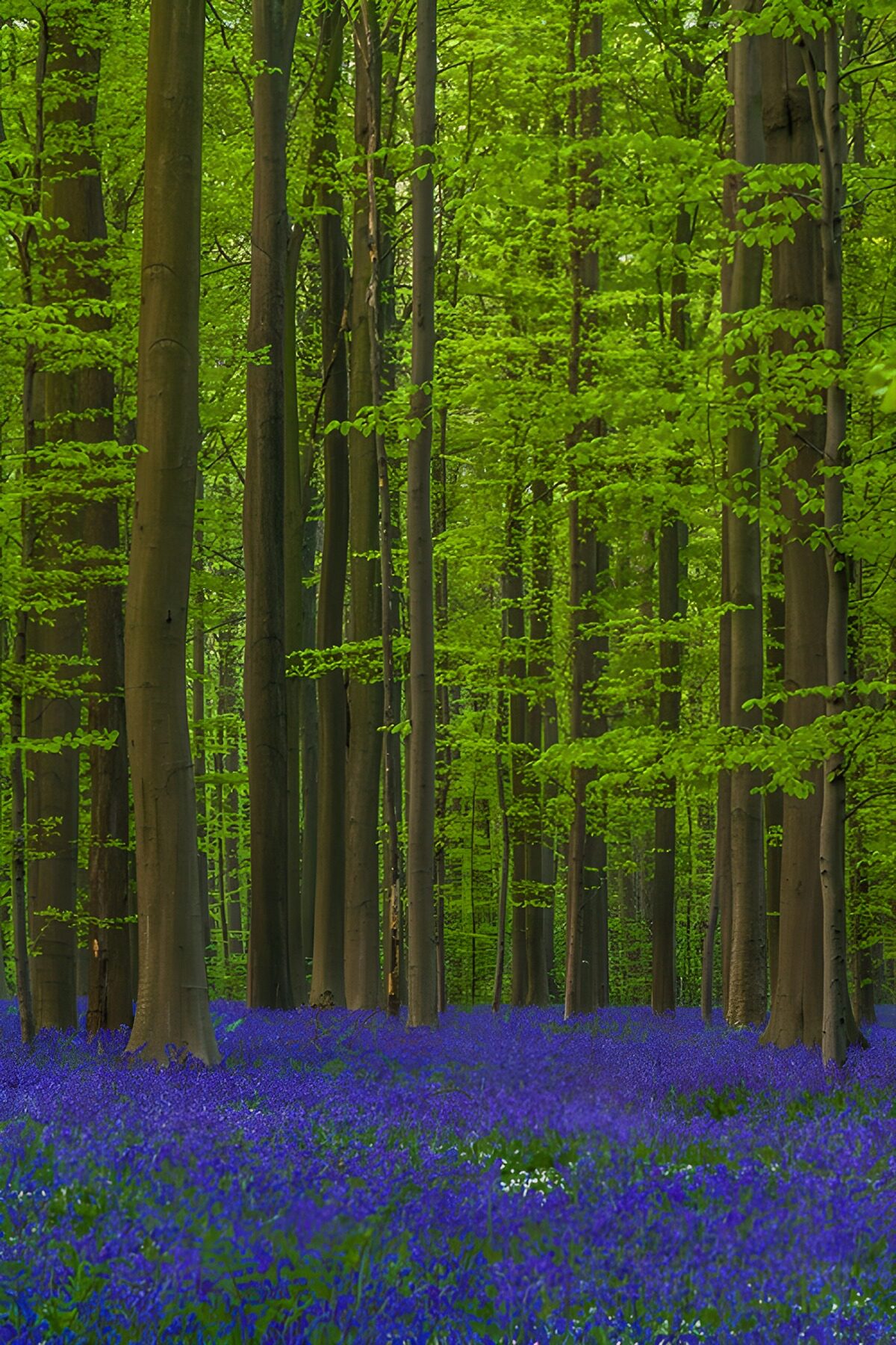 OCUK74860: Enchanted Bluebell Forest