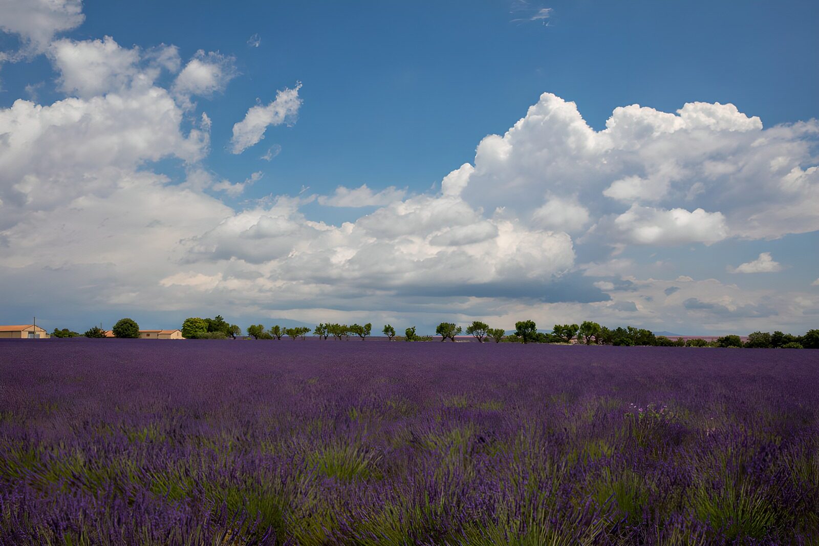 OCUK70018: Lavender Fields Under Dramatic Skies