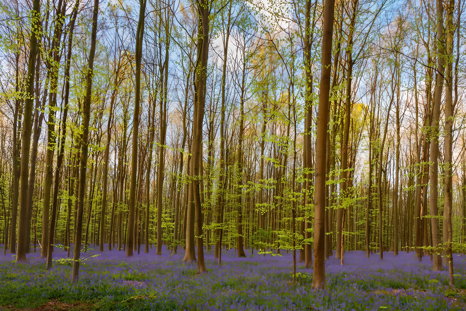 OCUK70682: Enchanted Bluebell Forest in Spring