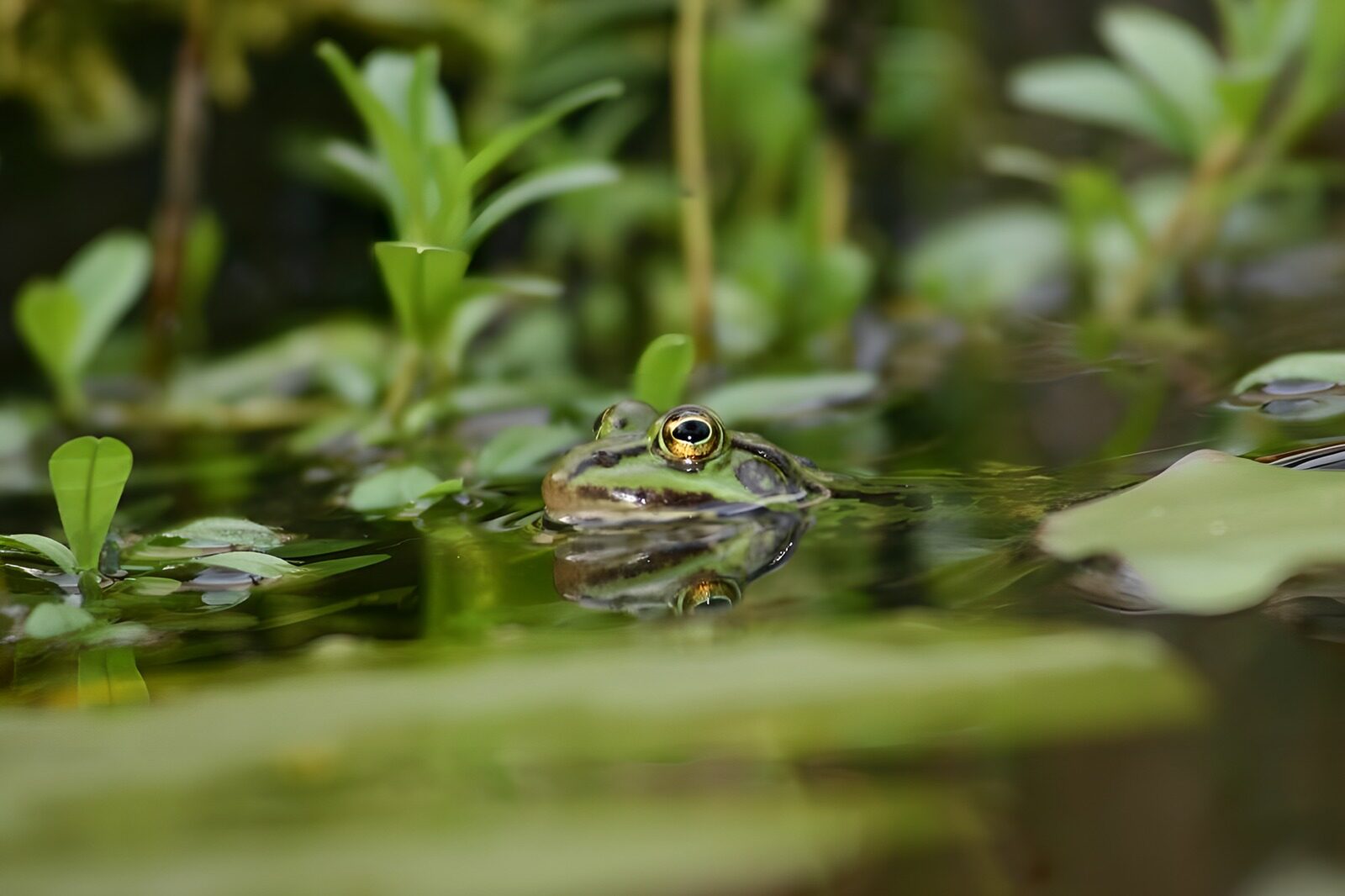 OCUK17092: Frog 2