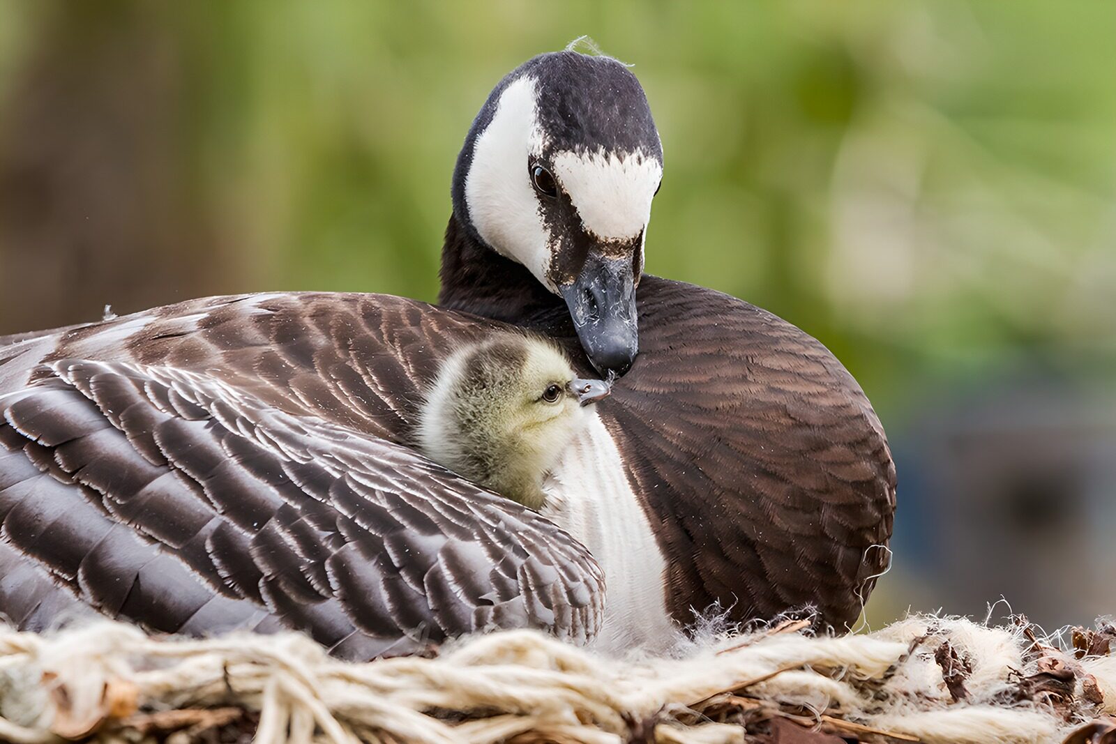 OCUK50785: Tender Moment: Goose and Gosling