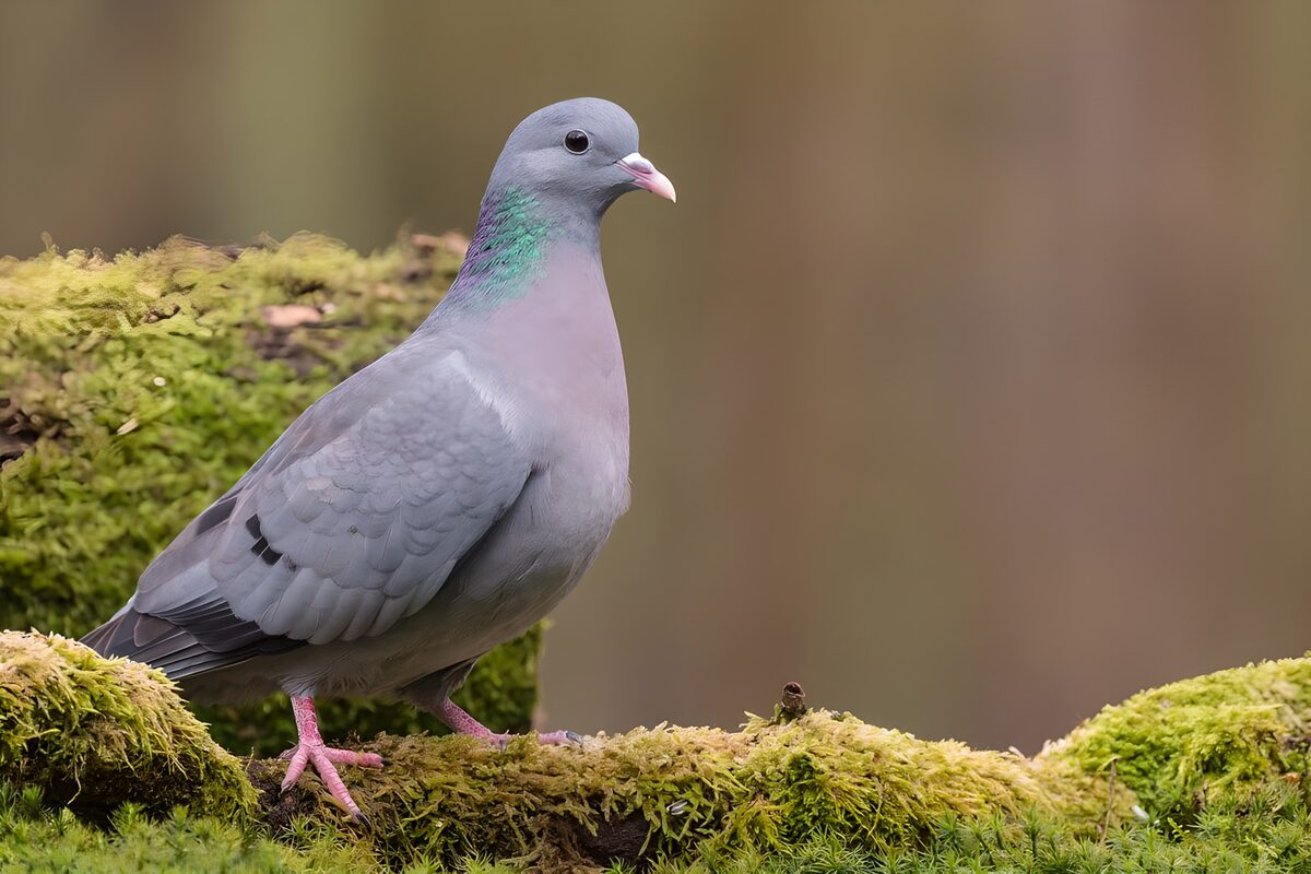 OCUK84972: Majestic Wood Pigeon in Nature