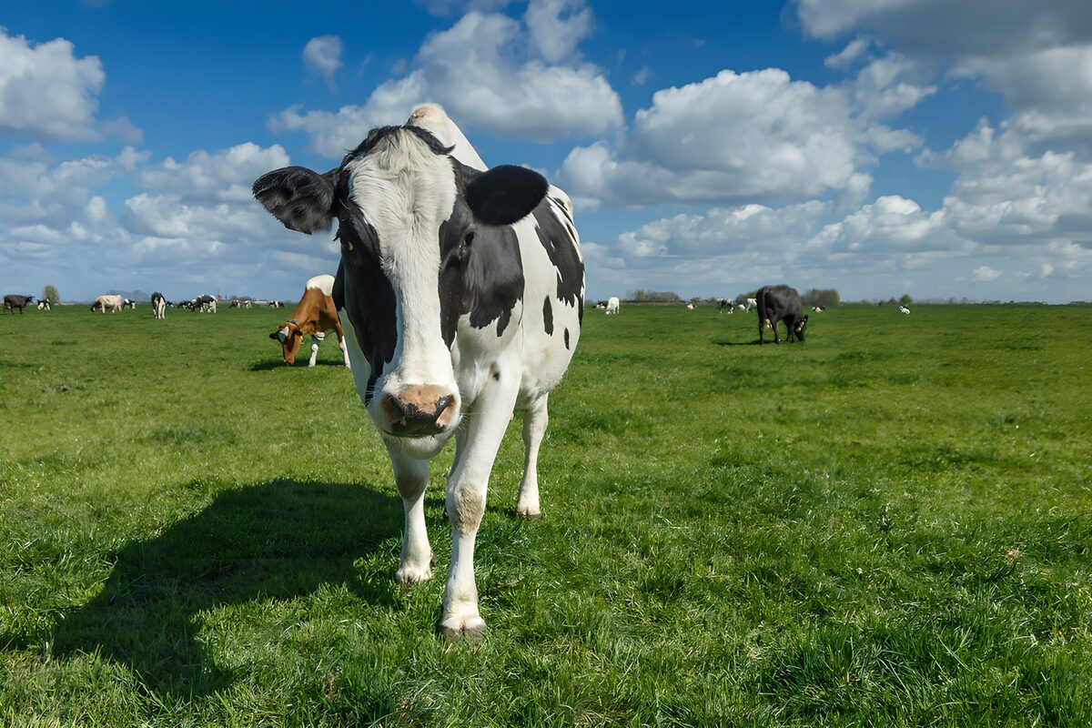 OCUK97898: Curious Cow in a Green Pasture