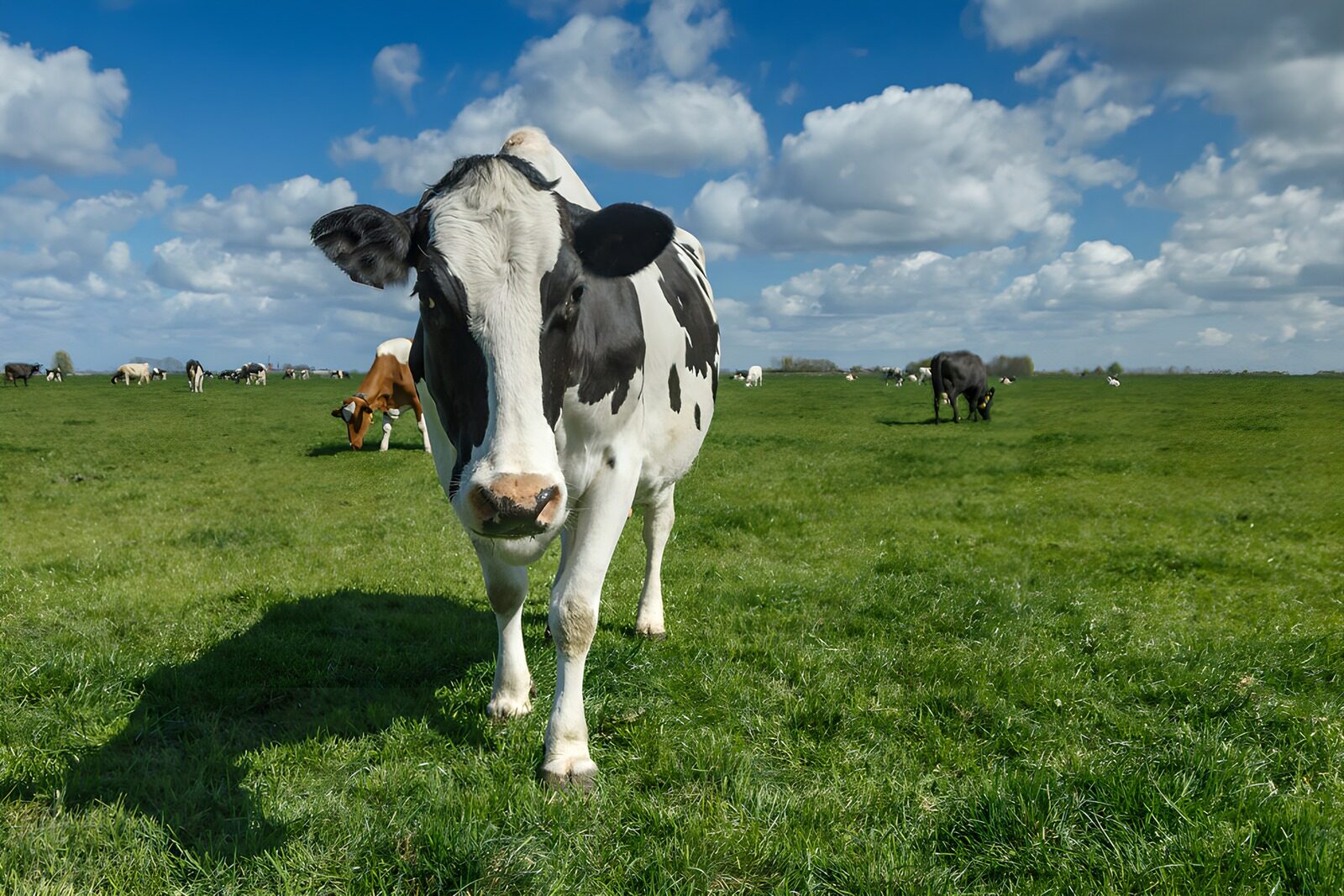 OCUK97898: Curious Cow in a Green Pasture