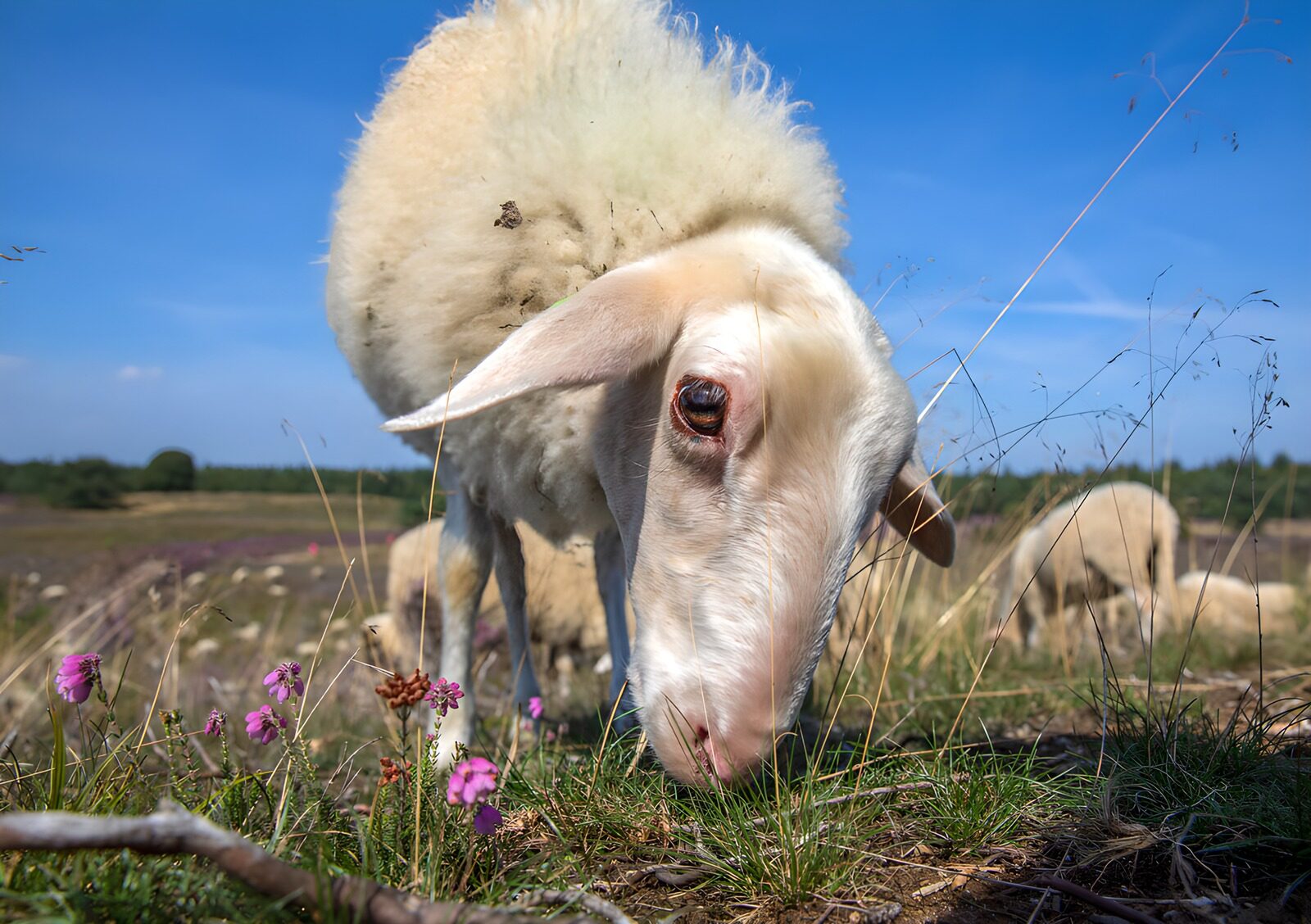 OCUK32262: Grazing Sheep in a Sunny Meadow