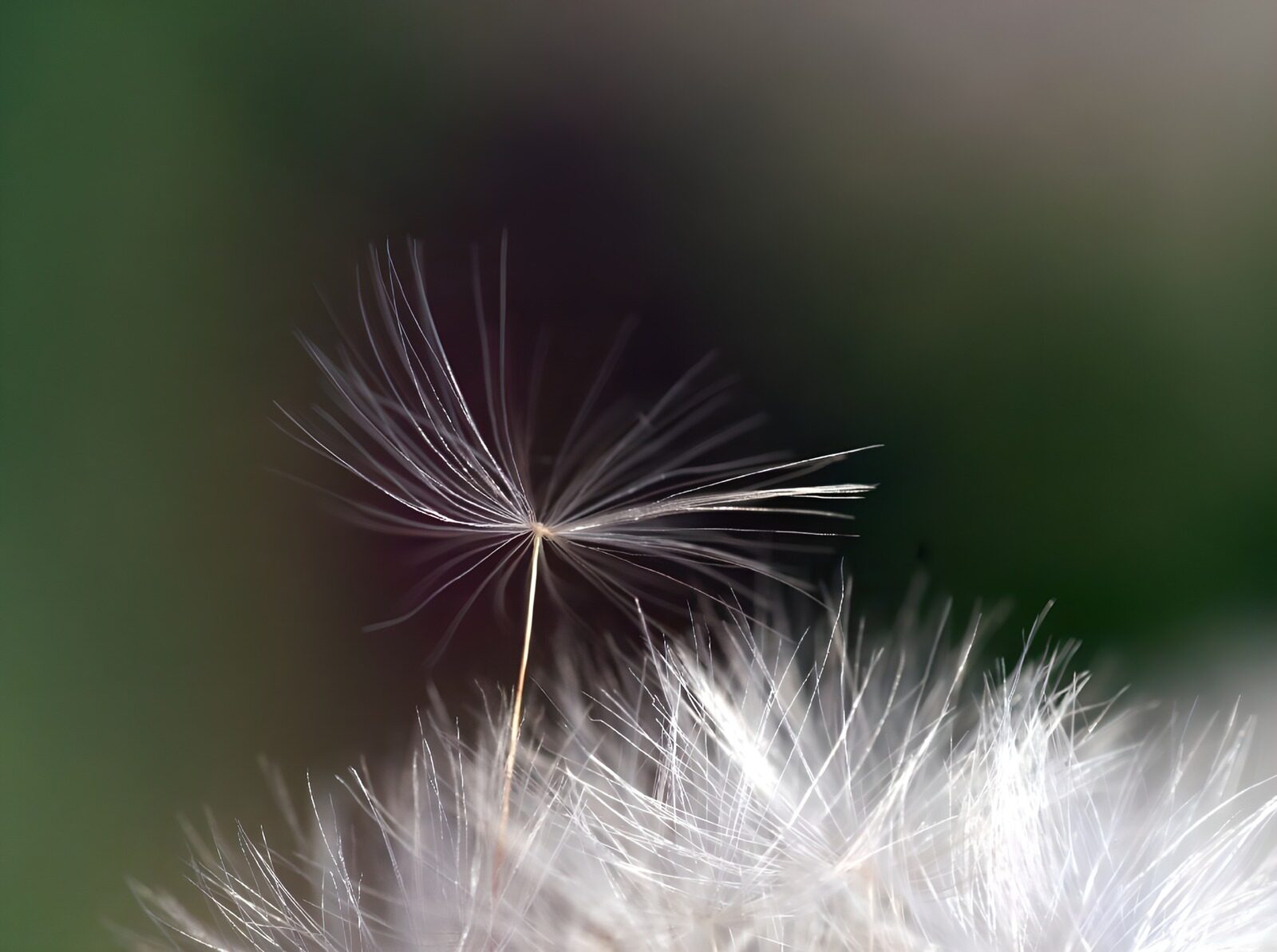 OCUK28605: Flower photo 42