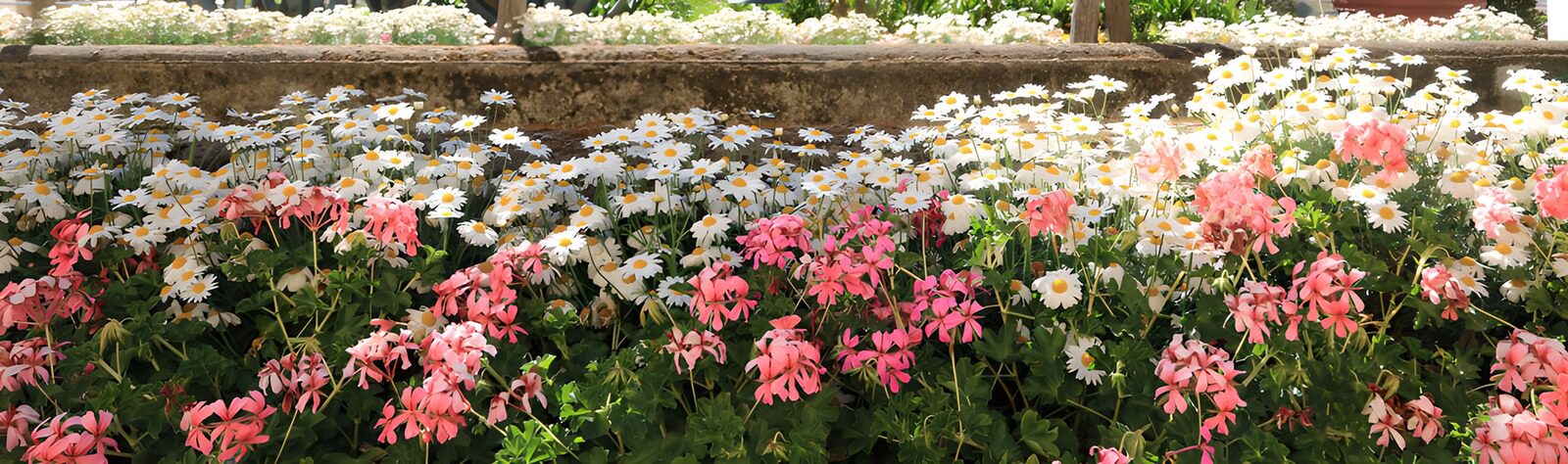 OCUK63095: Vibrant Blossom Display