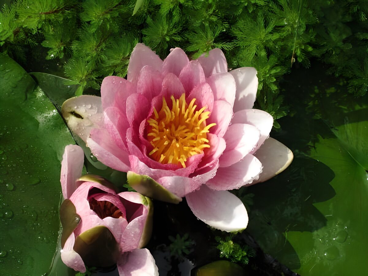 OCUK89553: Pink waterlily