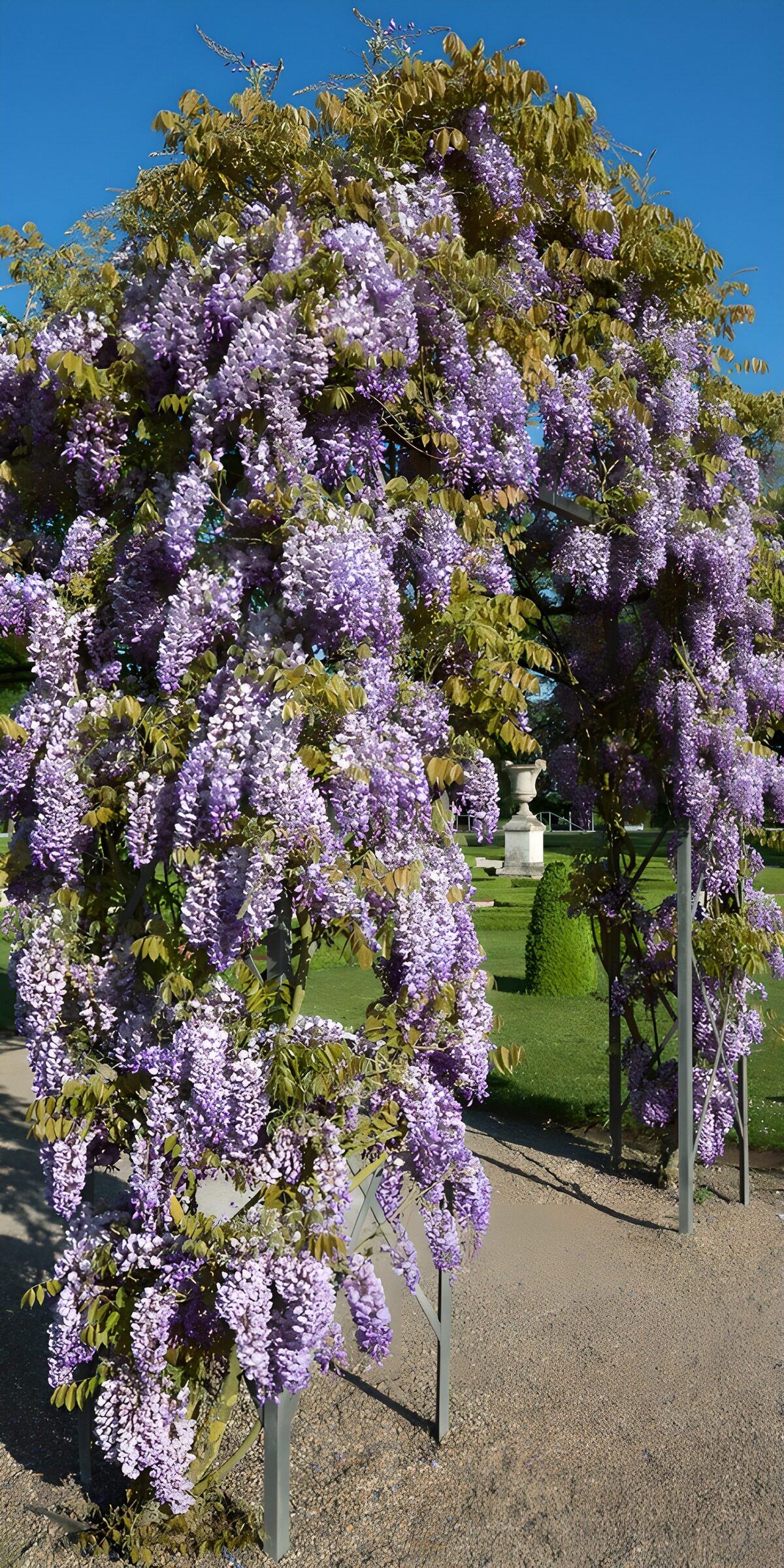 OCUK80237: Wisteria in Bloom