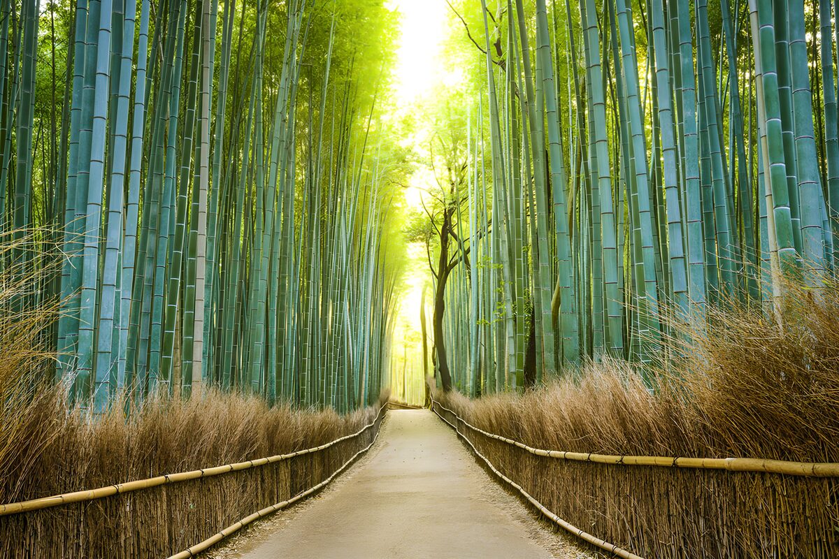 OCUK45637: Tranquil Bamboo Pathway
