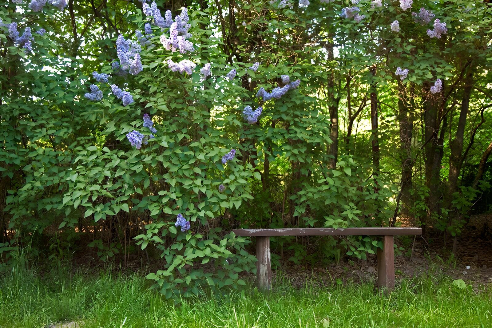 OCUK32568: Serene Garden Bench Amidst Blossoms