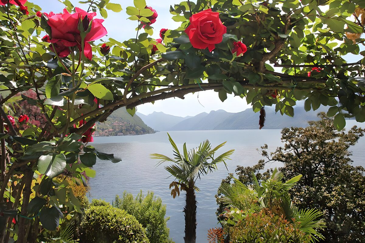 Scenic Lake View Framed by Roses