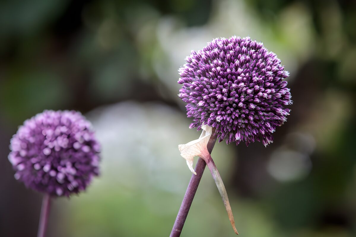 OCUK46563: Purple Allium Blooms in Focus
