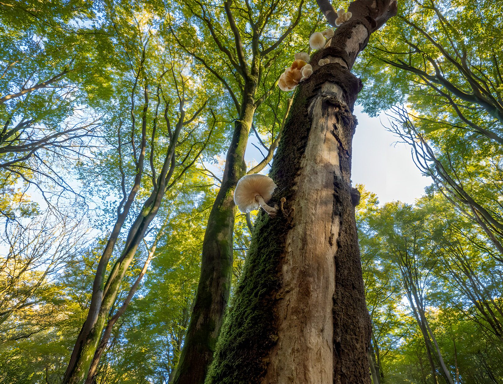 OCUK33130: Enchanted Forest Canopy with Mushrooms