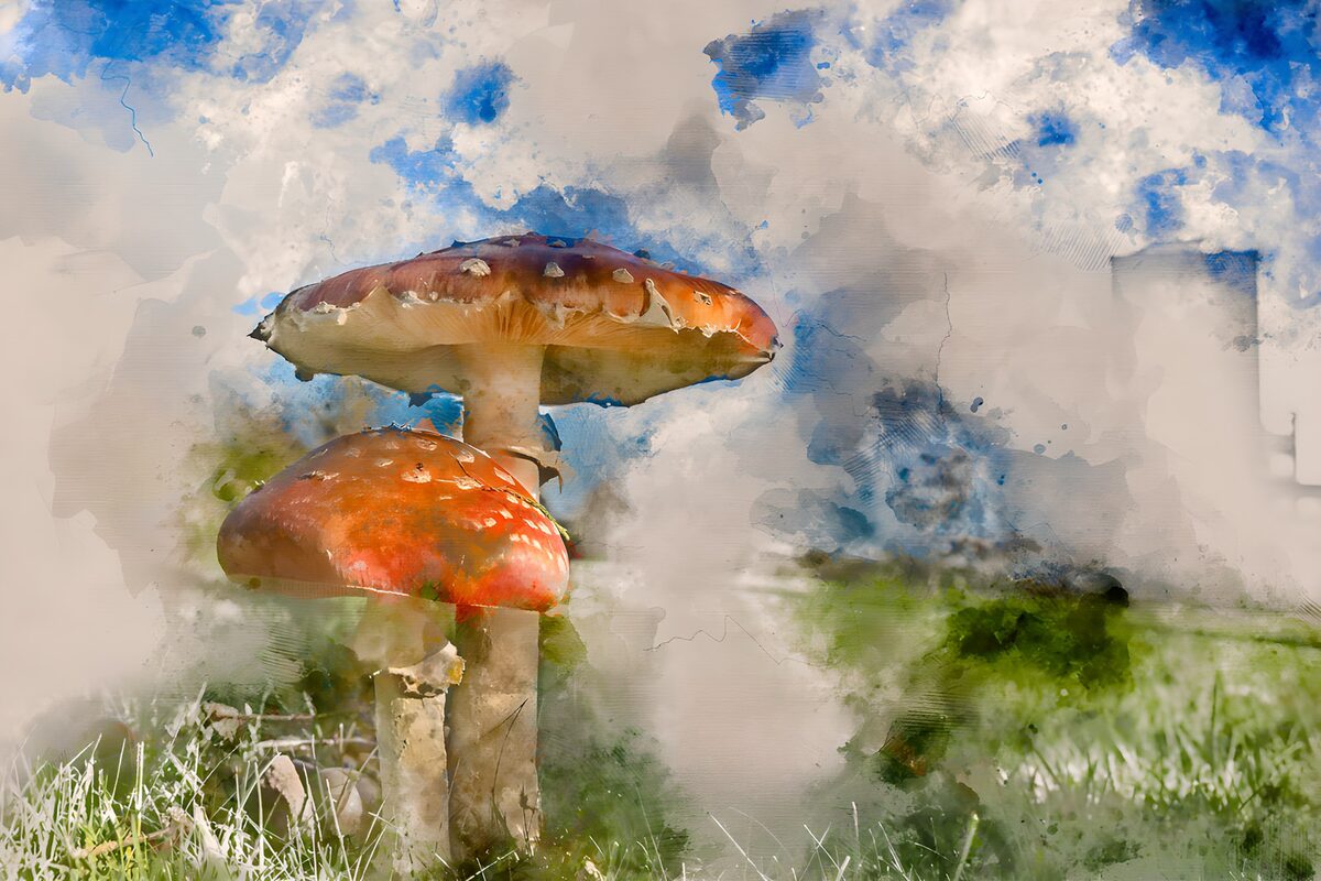 Vibrant Mushroom Duo in Nature's Art
