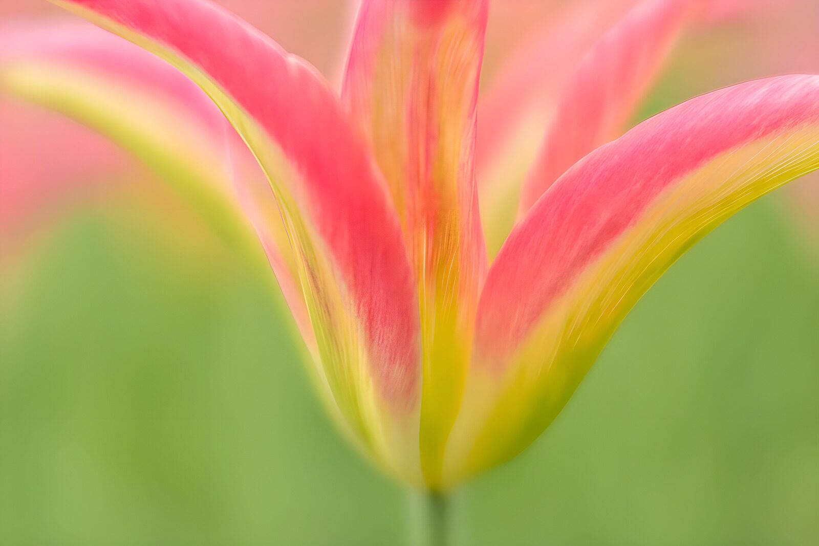 OCUK25774: Vibrant Blossom in Soft Focus