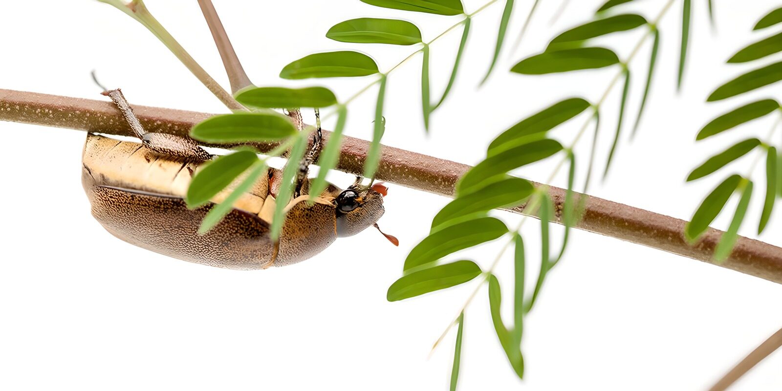 OCUK15304: Beetle on a Leafy Branch