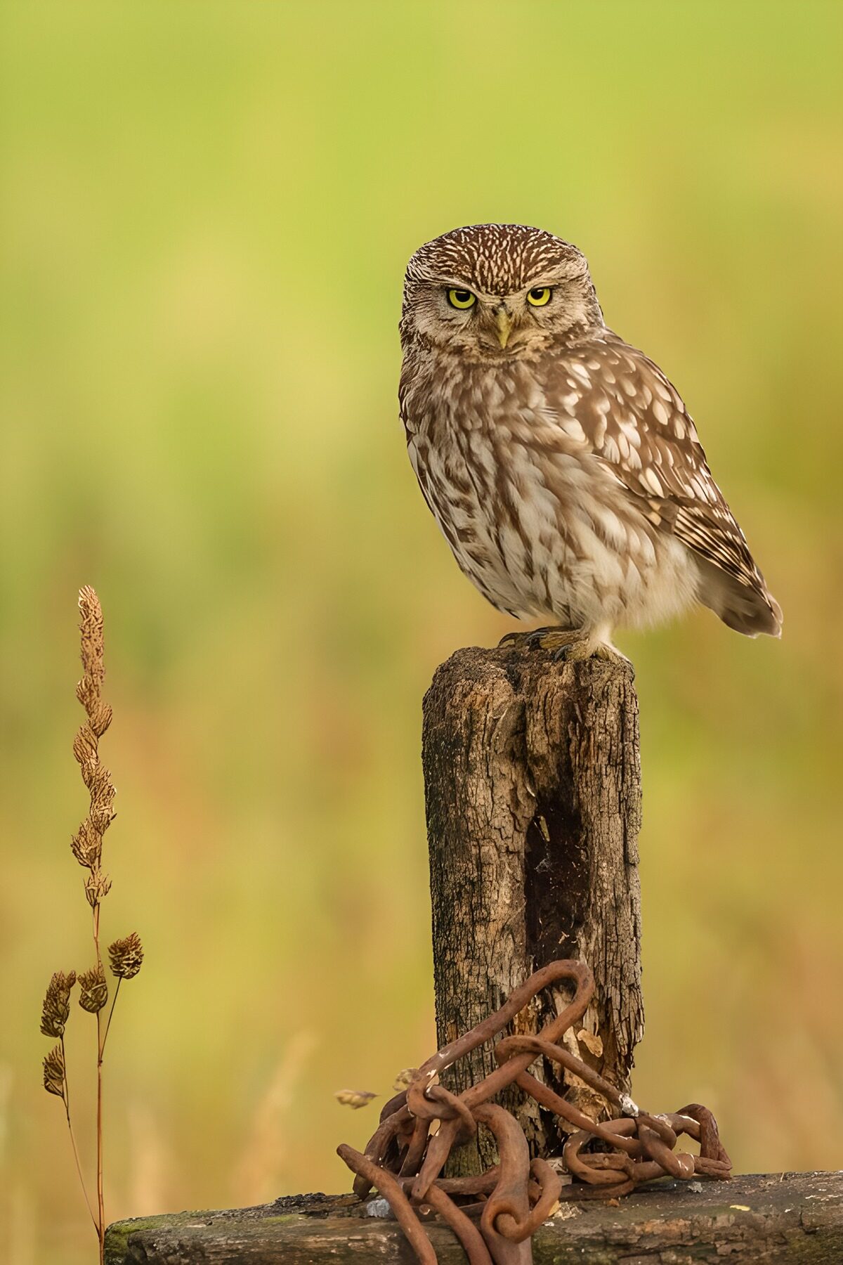 OCUK98905: The Watchful Owl