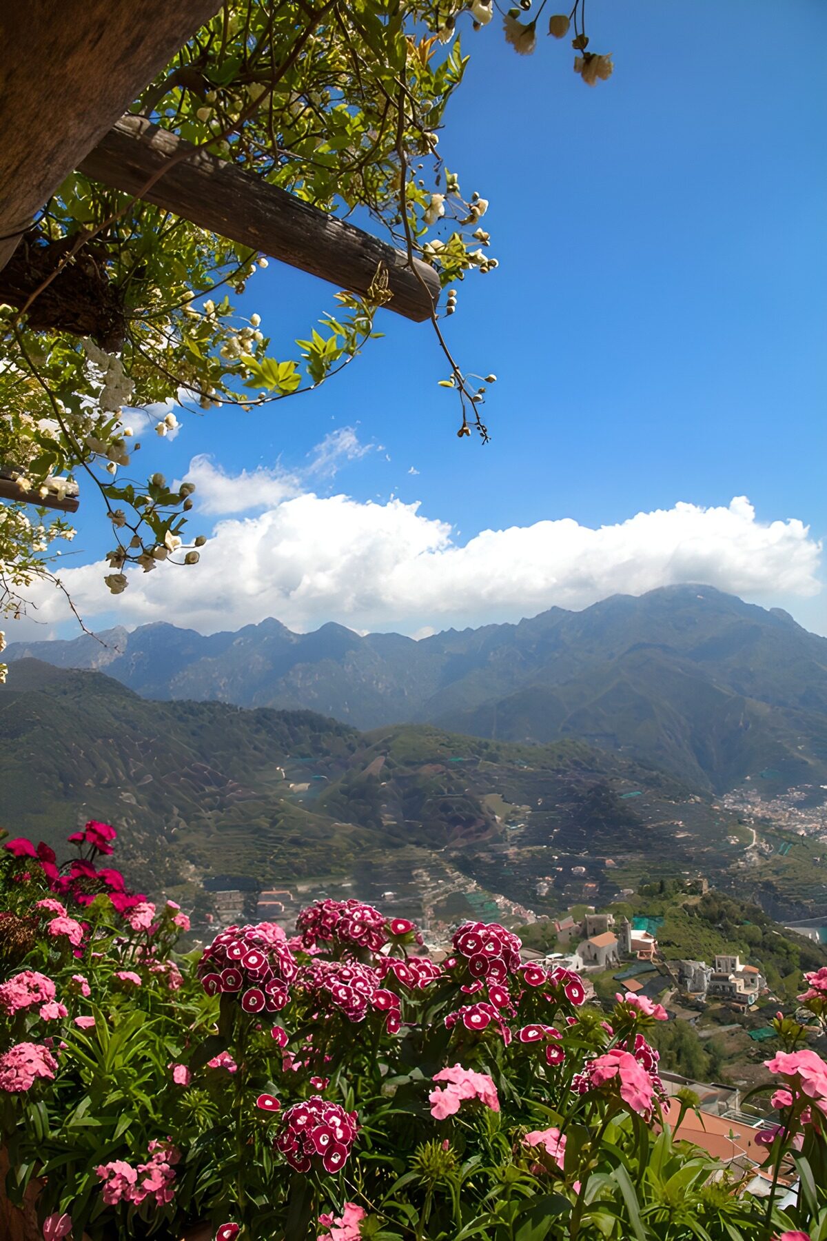 OCUK35797: Vibrant Blooms Against Mountain Majesty