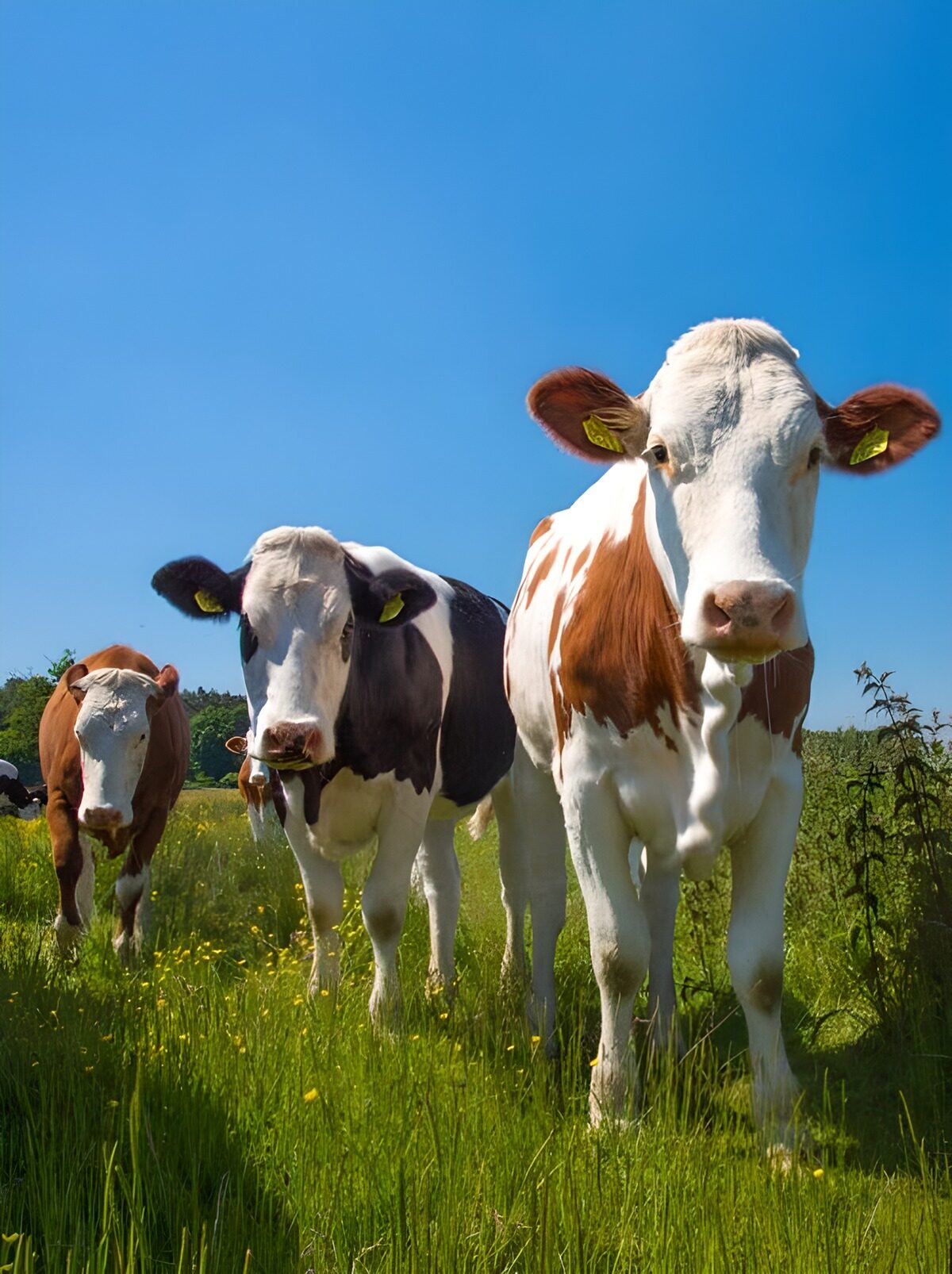 OCUK25428: Curious cows