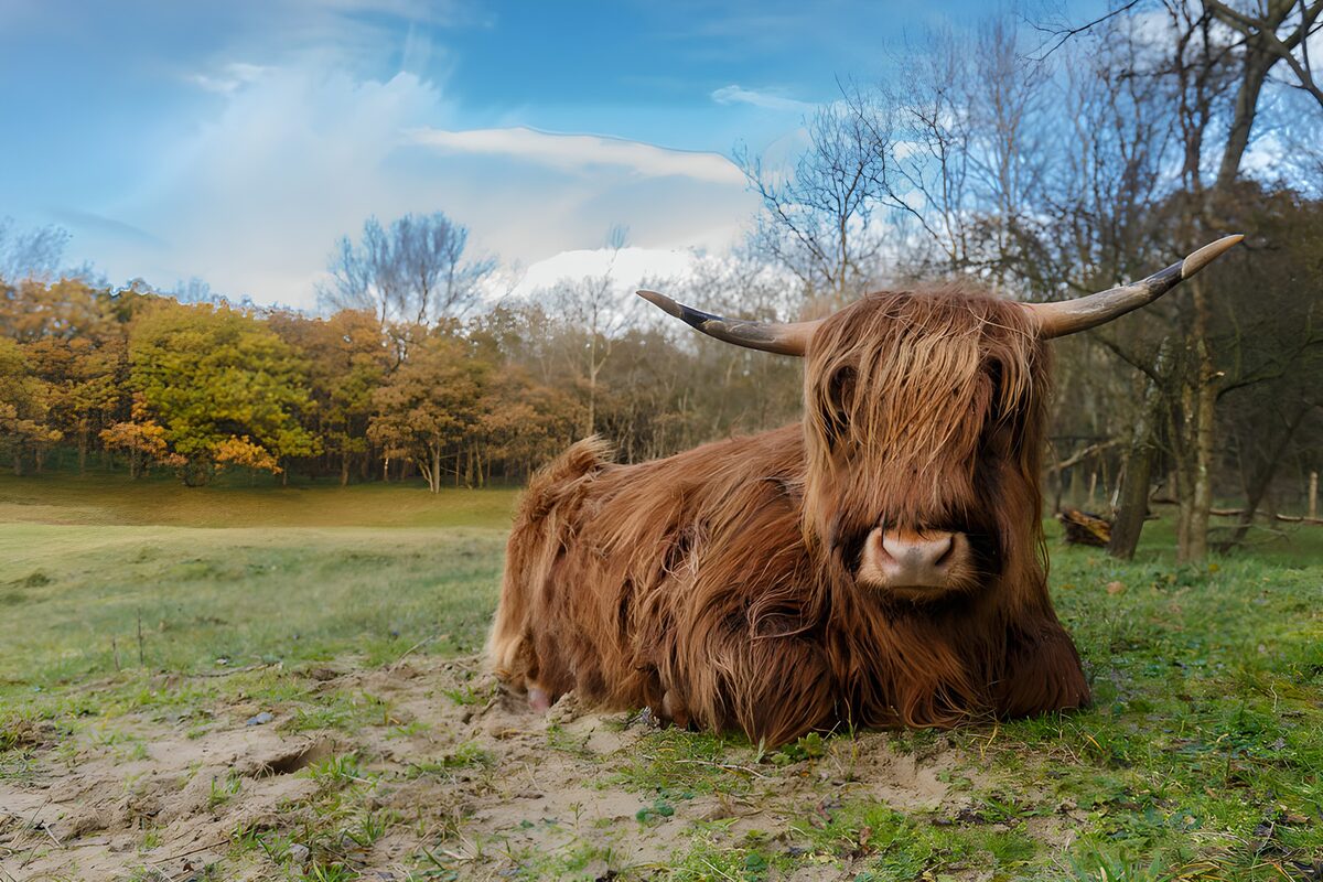 OCUK80028: Majestic Highland Cow in Nature