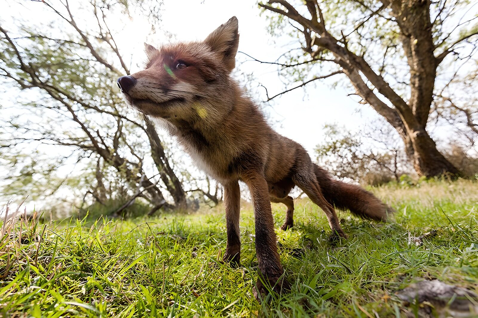 OCUK81838: Curious Fox in Nature