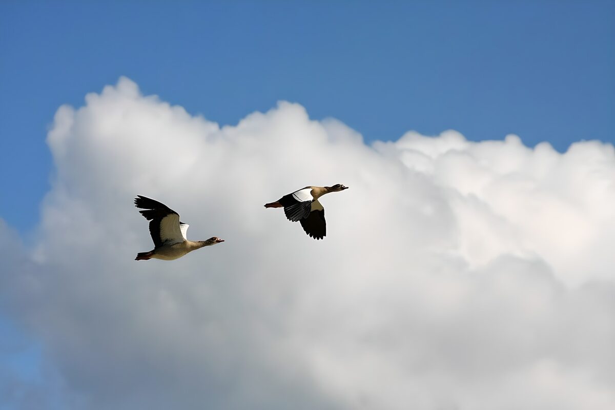 OCUK47989: Birds in Flight Against a Cloudy Sky