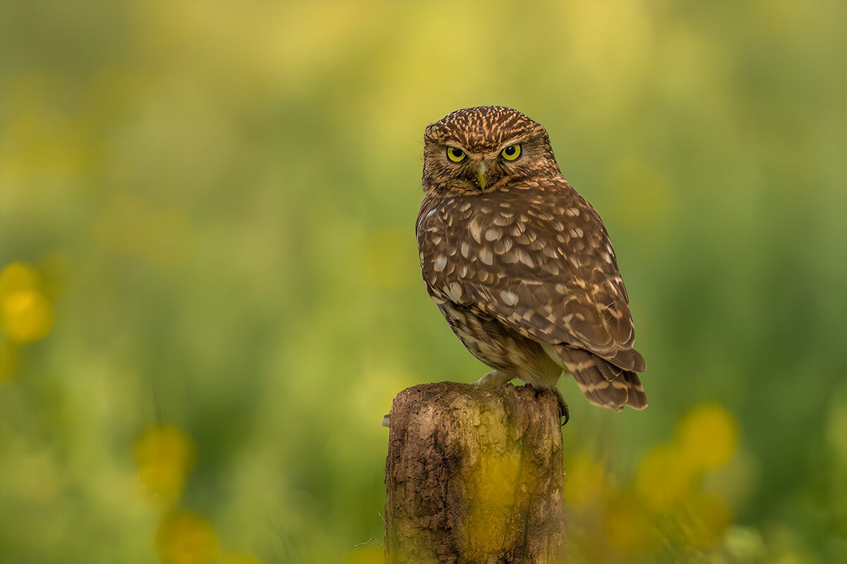 OCUK50605: Wise Little Owl on a Stump