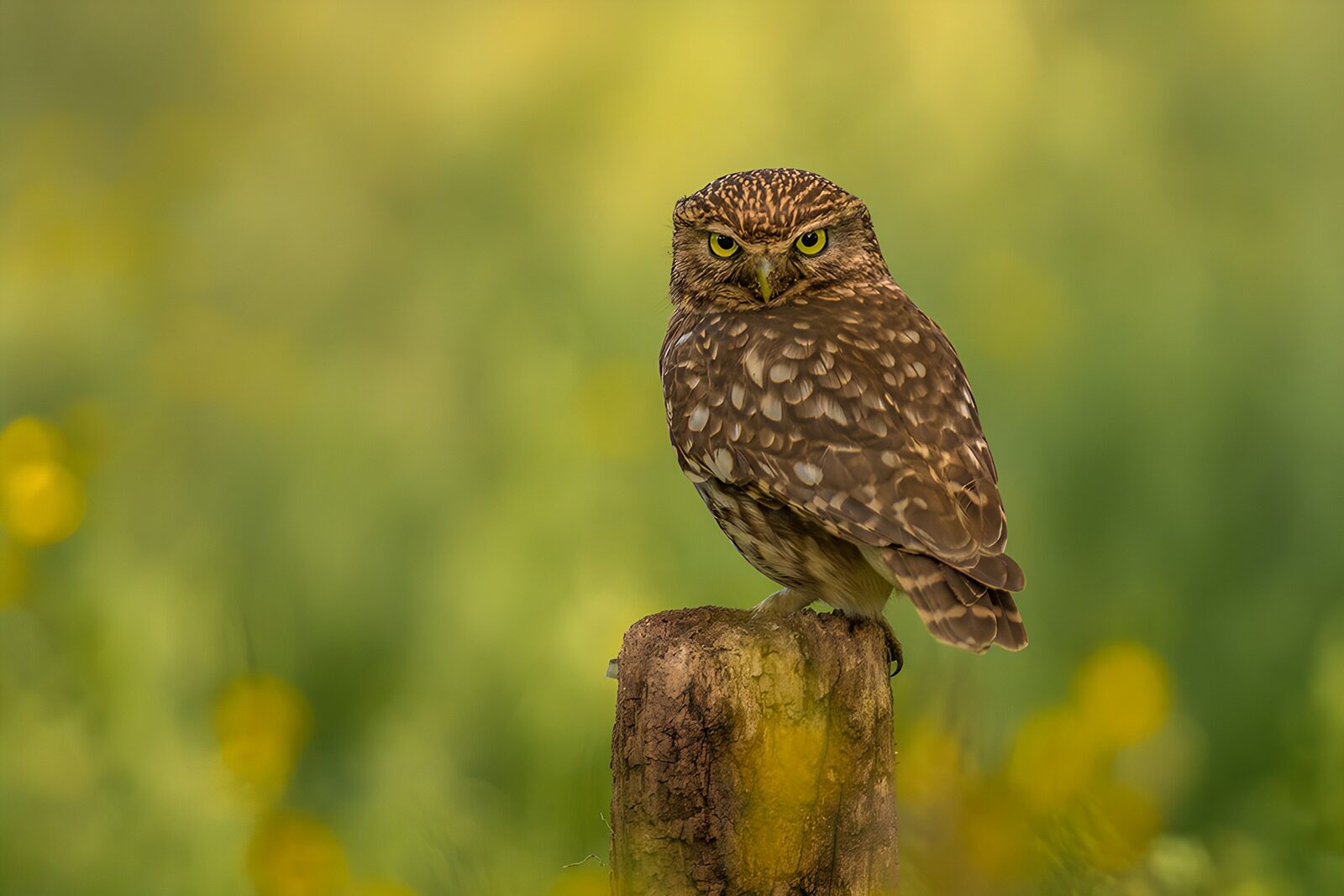 OCUK50605: Wise Little Owl on a Stump