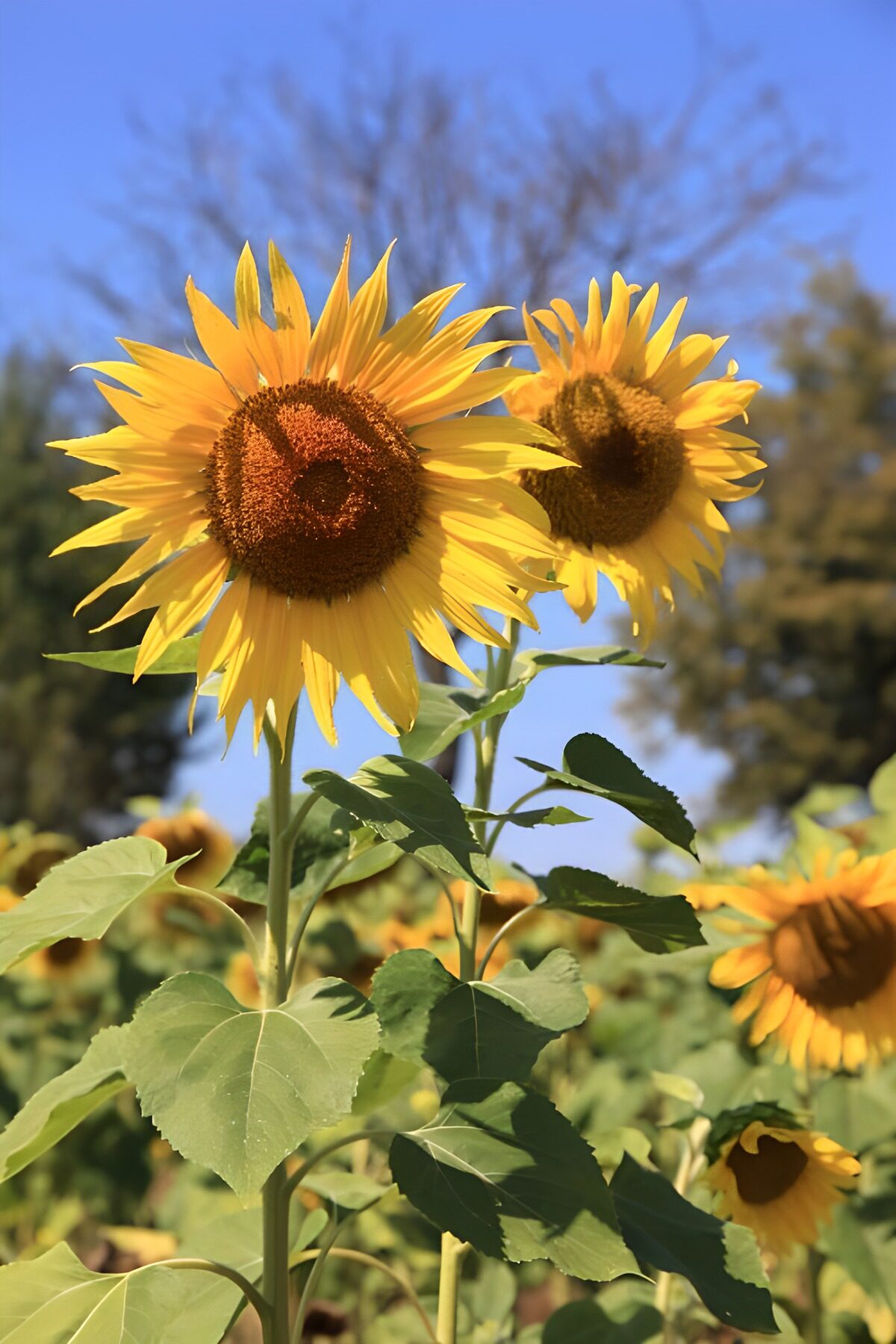 OCUK71383: Vibrant Sunflowers in Bloom