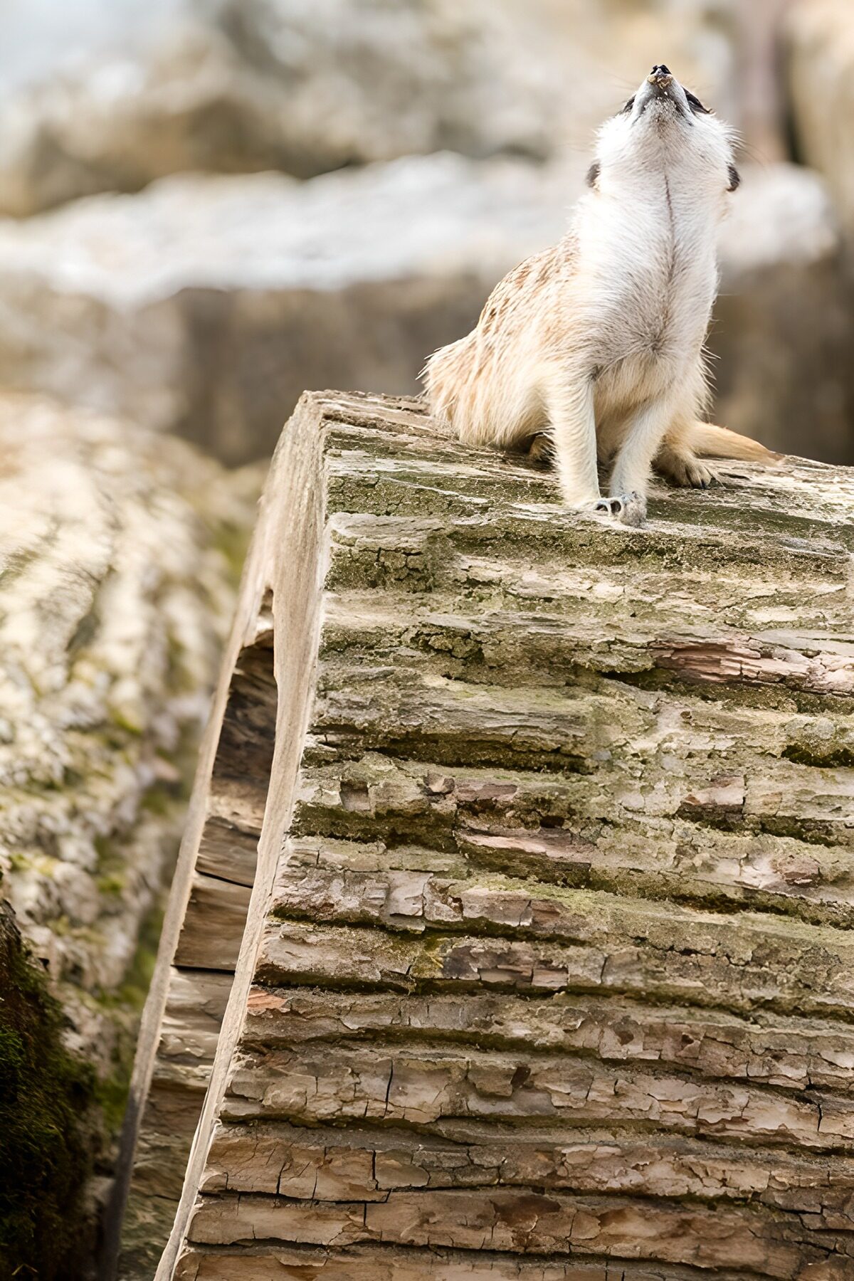 OCUK24395: Curious Meerkat on a Log