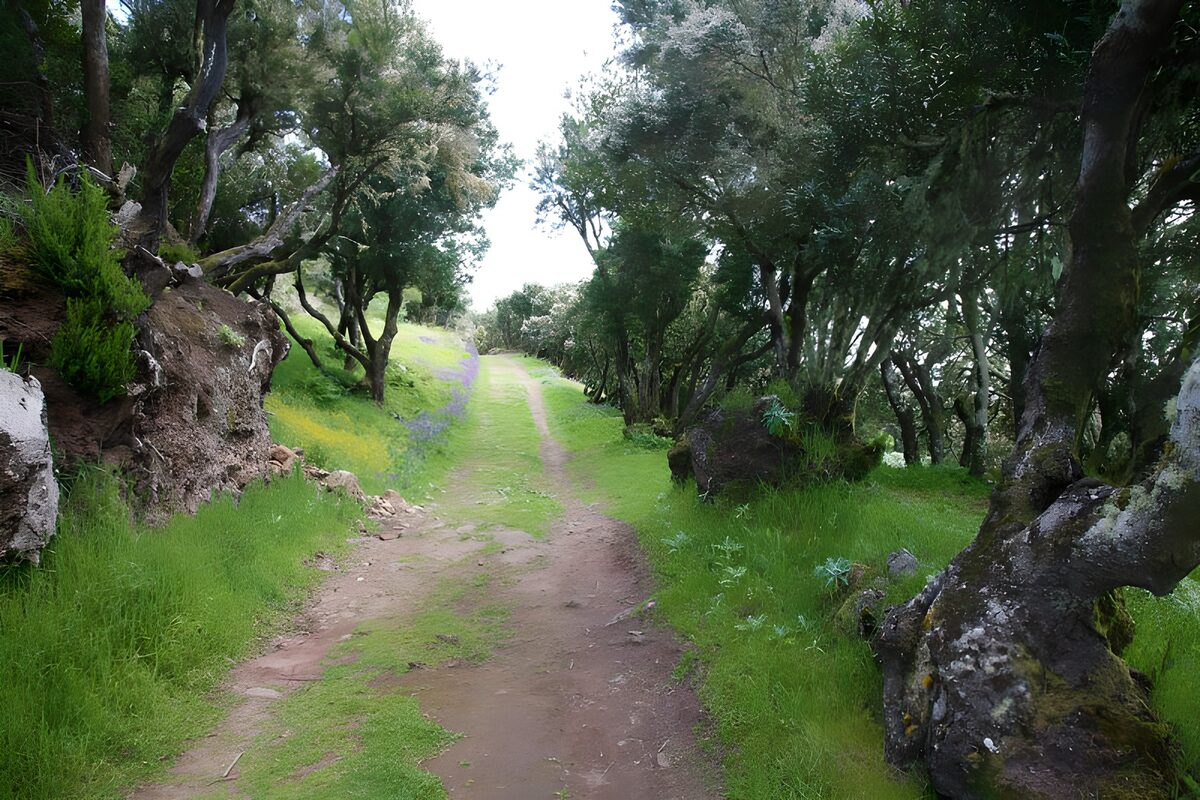 OCUK39193: La Gomera 5