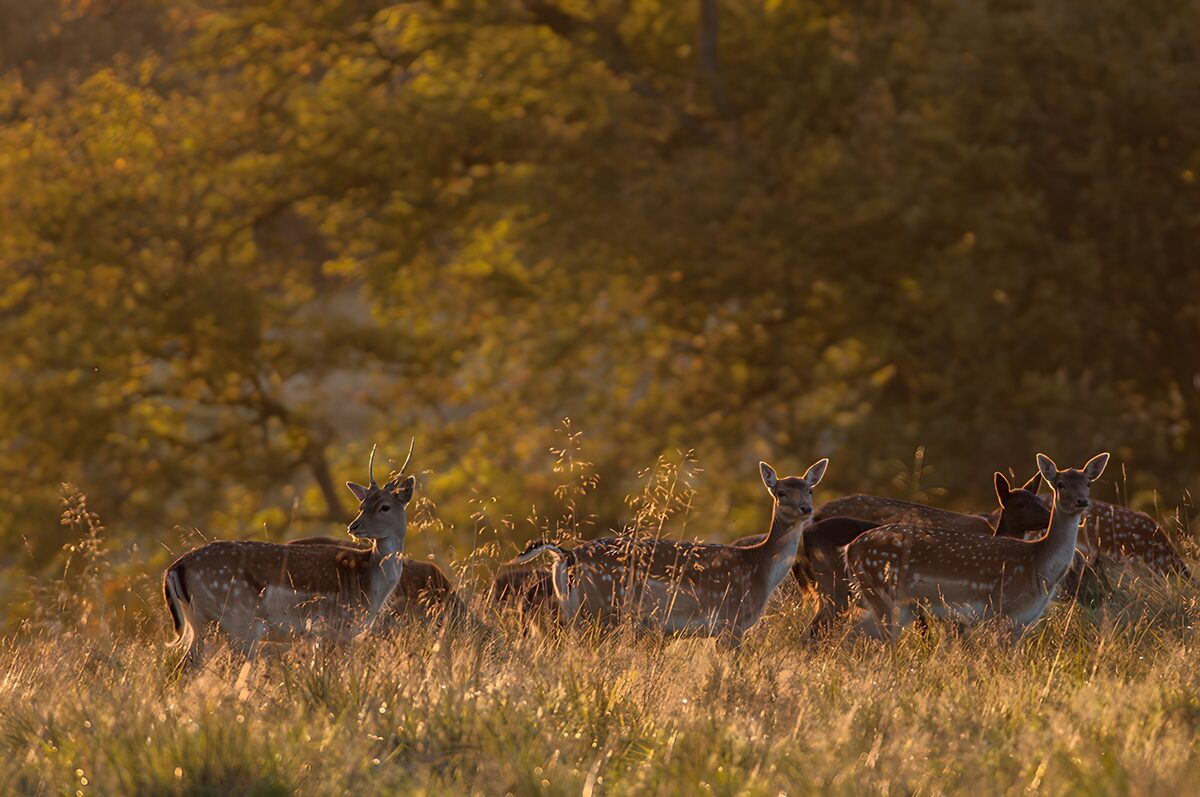 OCUK95601: Glowing Sunset with Fallow Deer