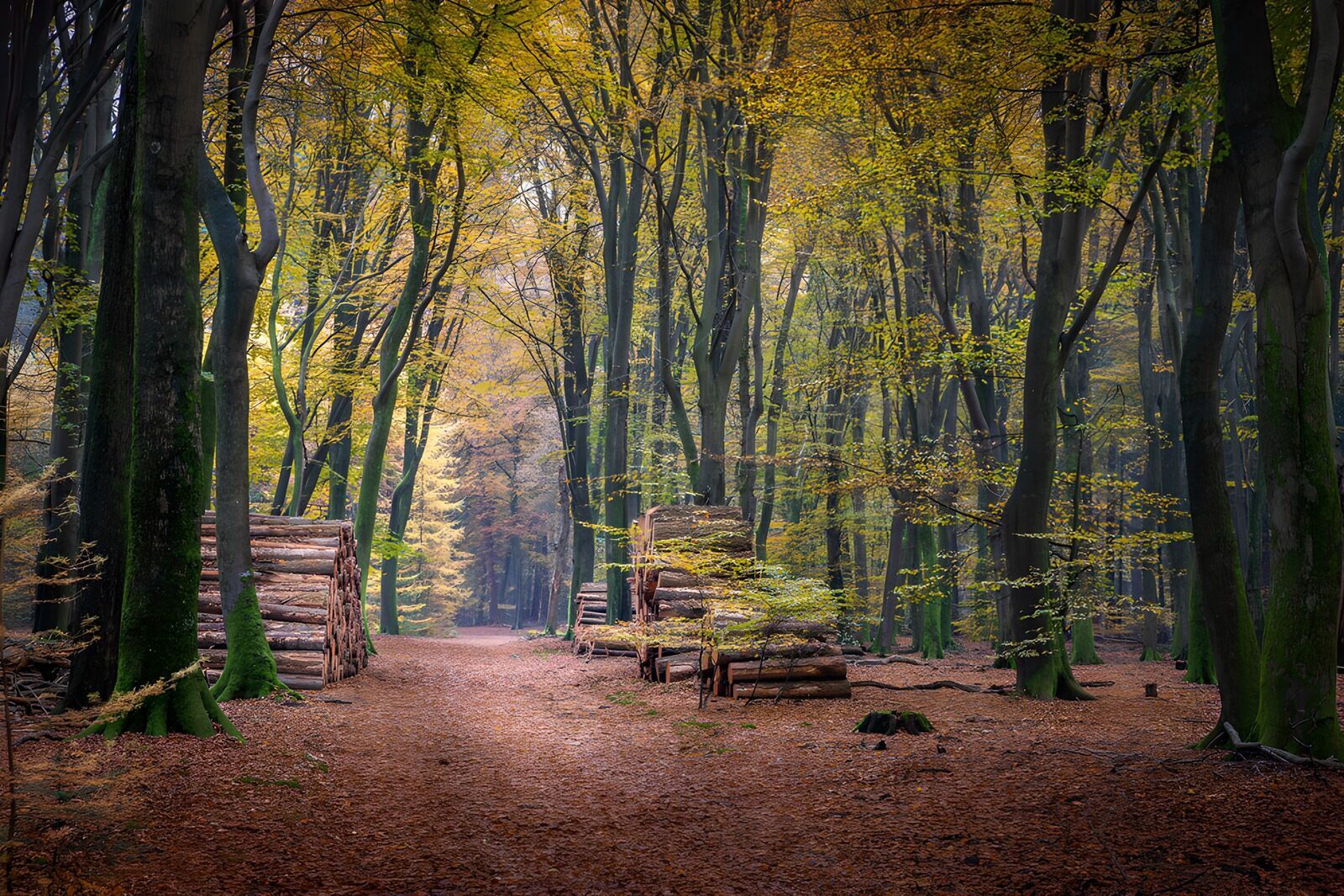 OCUK74603: Autumn Serenity in the Forest