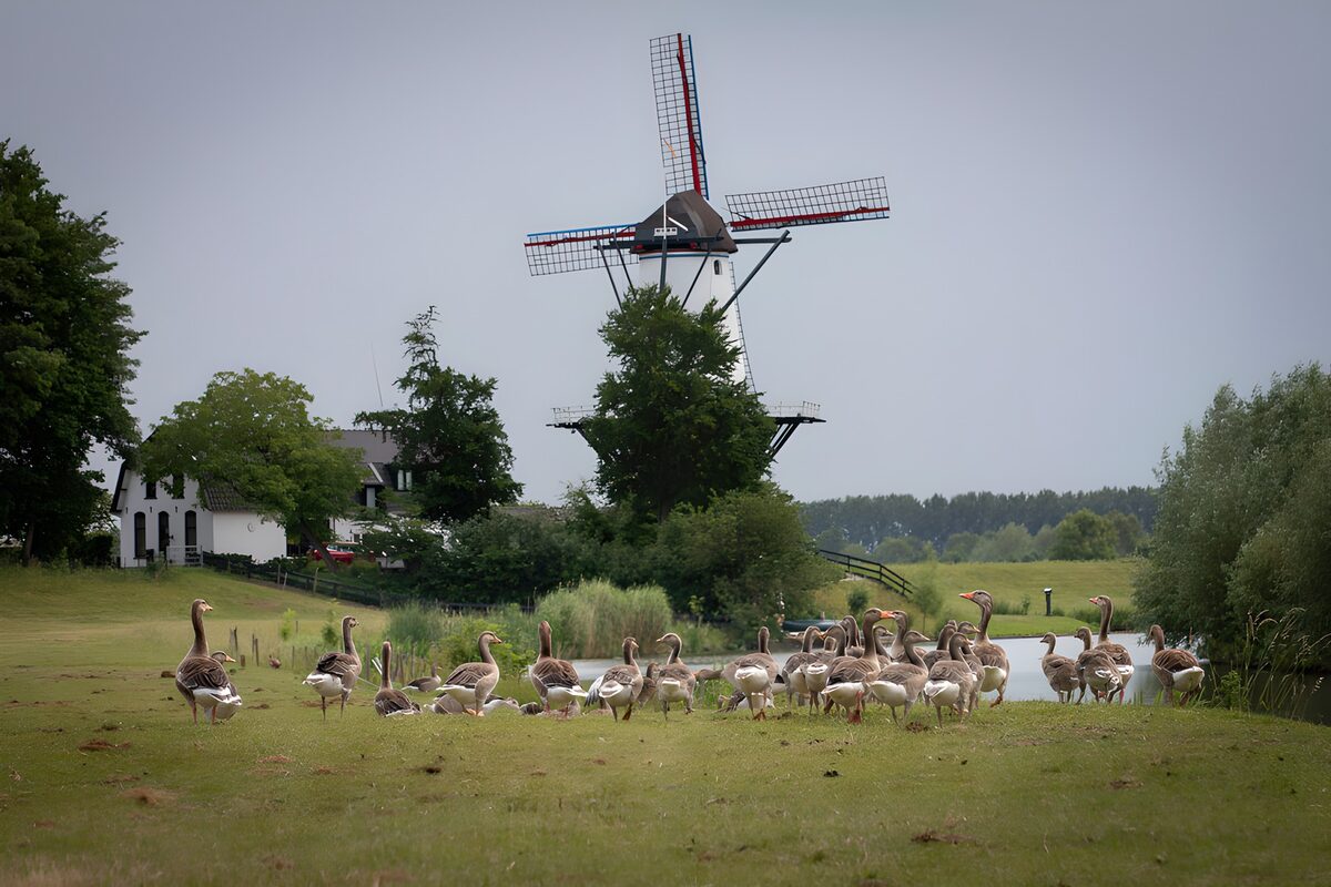 OCUK35280: Tranquil Dutch Landscape with Geese