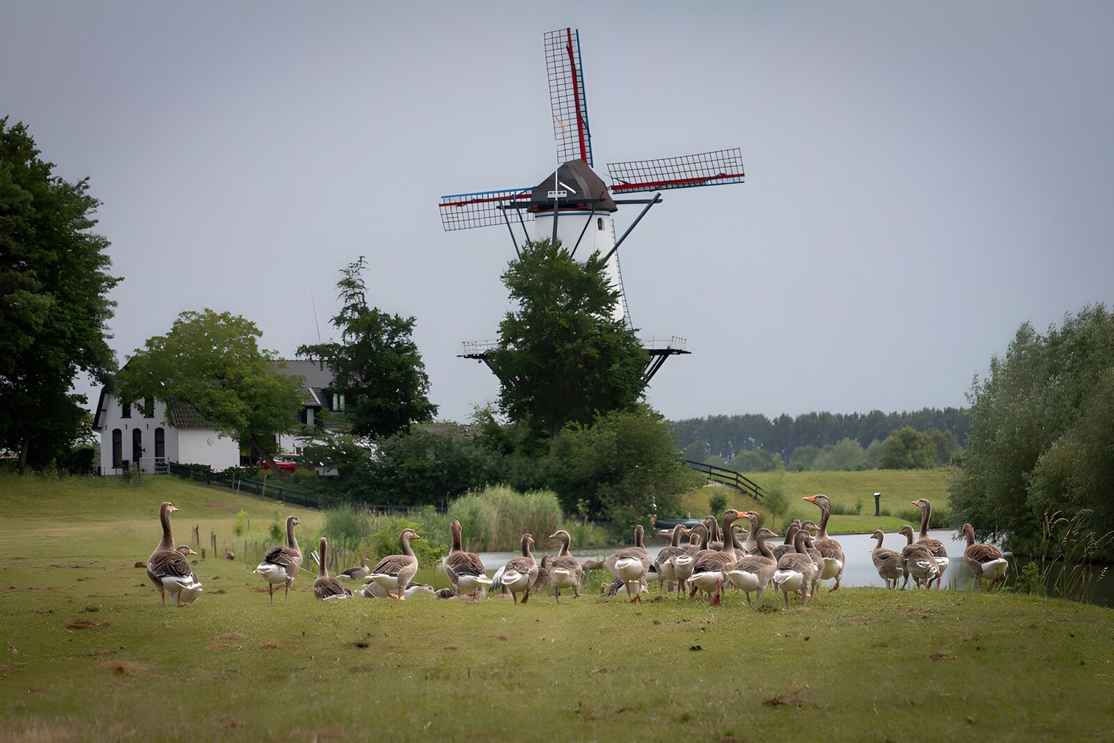 OCUK35280: Tranquil Dutch Landscape with Geese