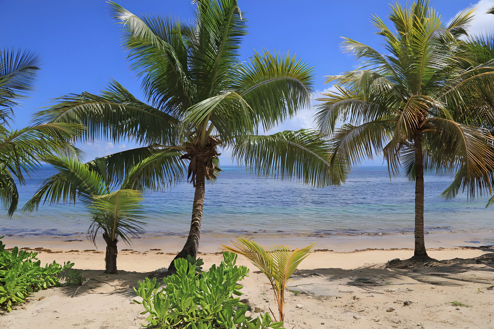 OCUK17935: Tropical Paradise by the Shore