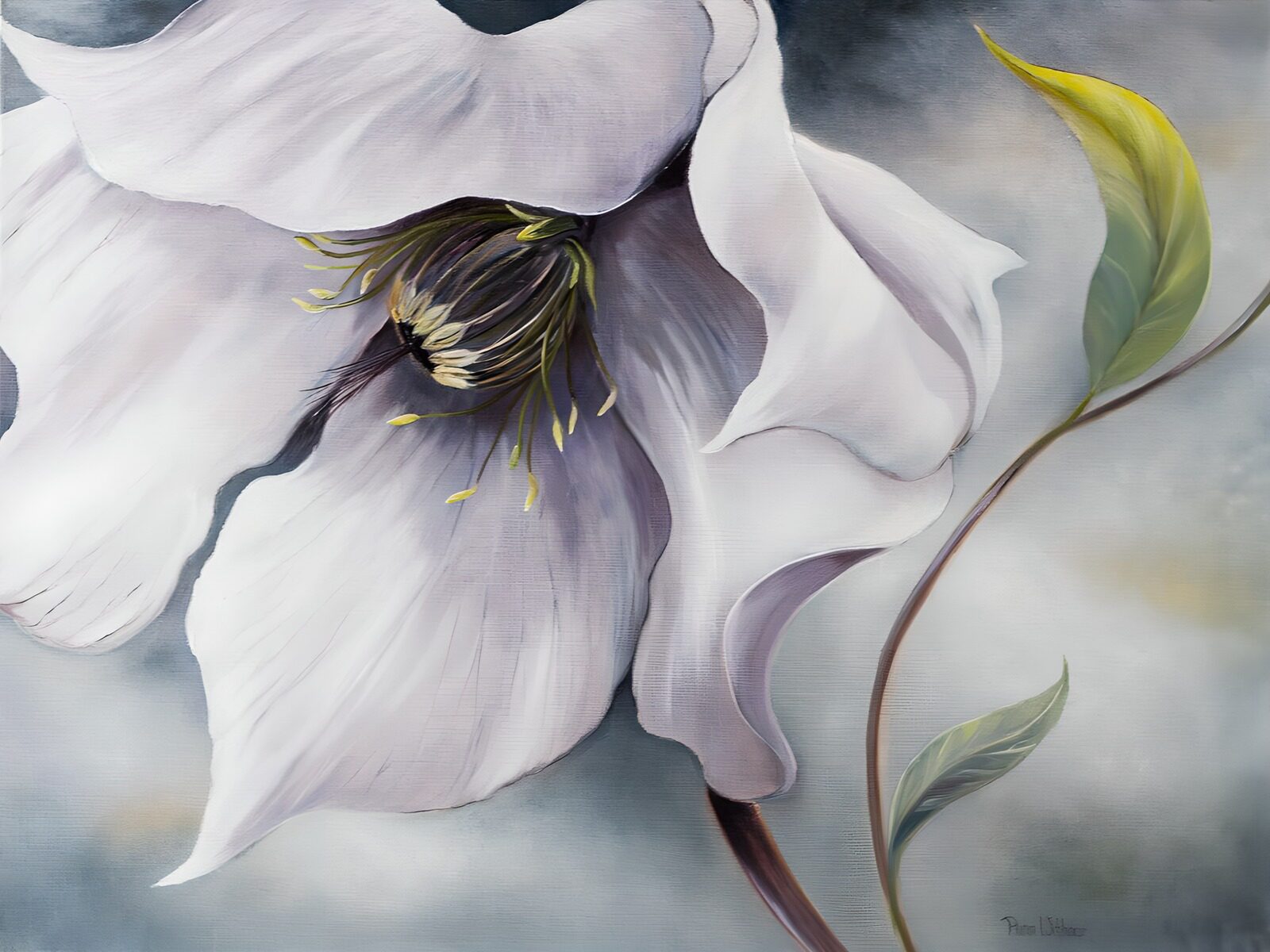 OCUK73674: Elegant White Flower on a Soft Background