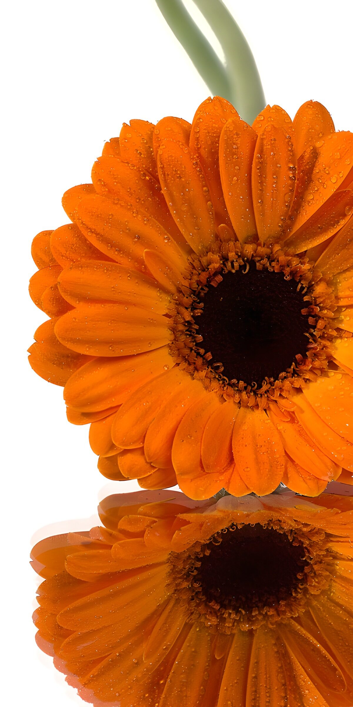 OCUK72371: Vibrant Orange Gerbera Daisy Reflection