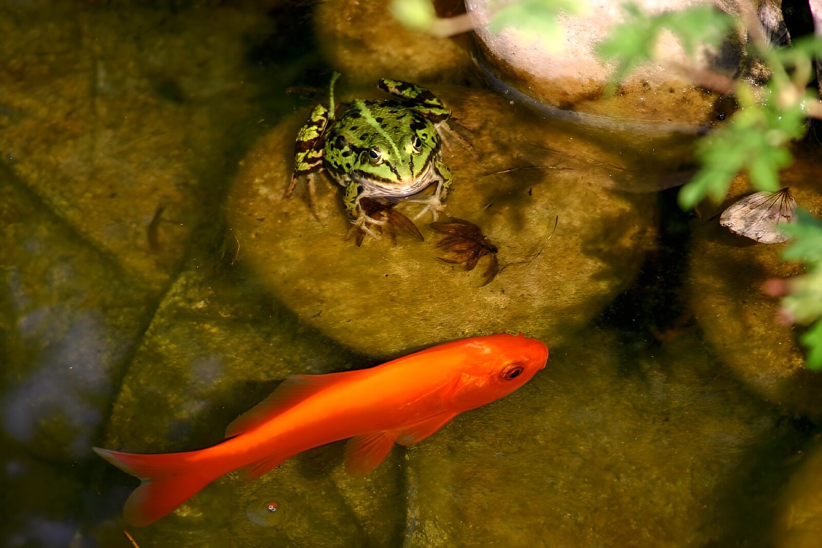 OCUK86624: Frog 6