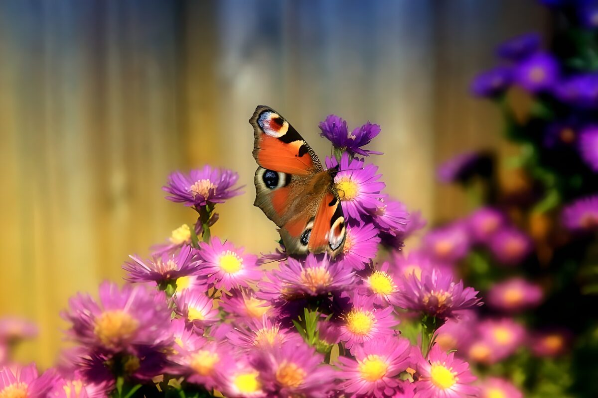 OCUK64815: Butterflies 11