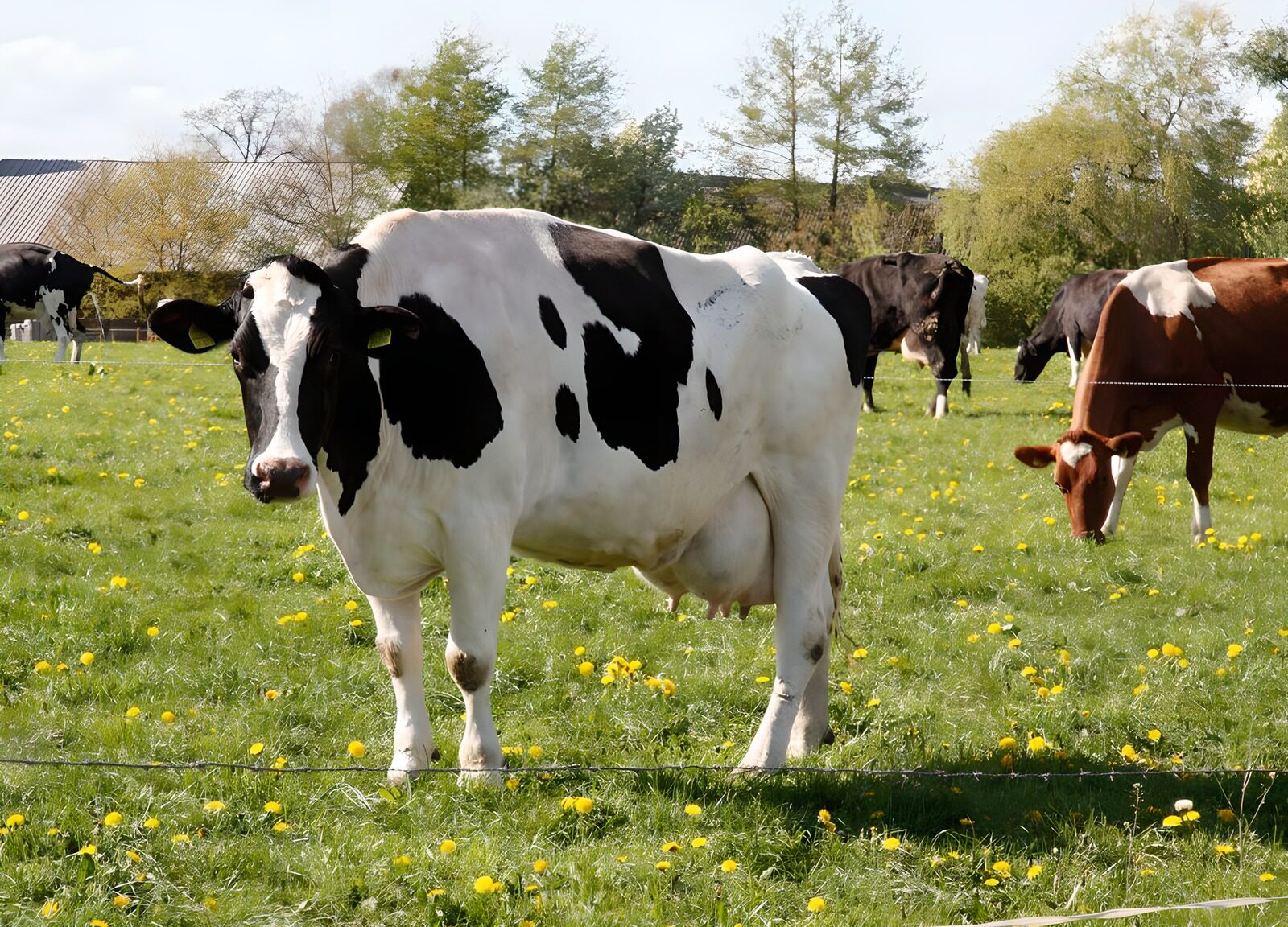 OCUK27488: Cows in field  4
